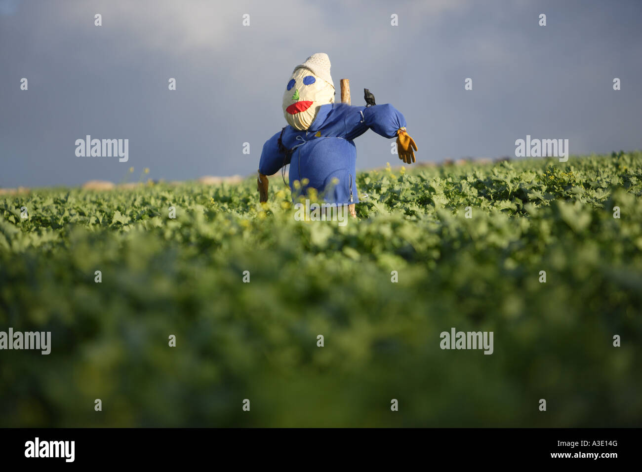 Uno spauracchio in un campo verde con il blu del cielo in Devon Foto Stock