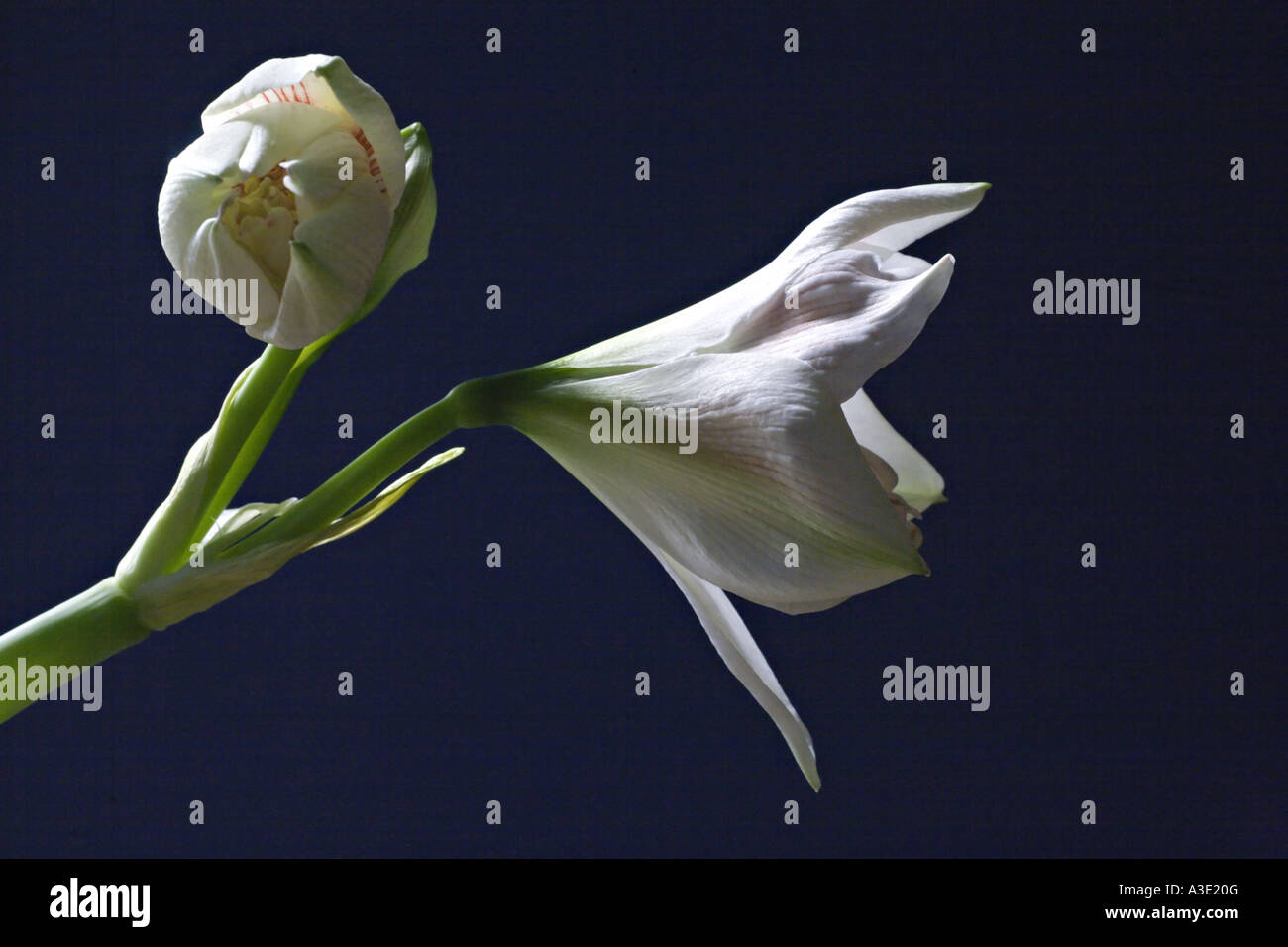 AMARYLLIS HYPPEASTRUM bella bianco apple blossom Amaryllis fiori con fiori aperti e bud contro uno sfondo blu Foto Stock