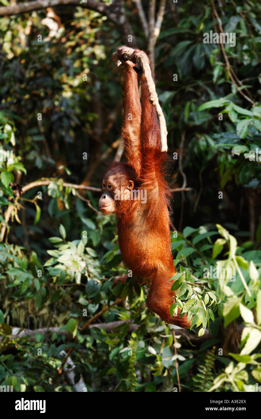 Orang-Utan (Pongo pygmaeus) in Tanjung Putting parco nazionale, Central-Kalimantan, Borneo, Indonesia Foto Stock