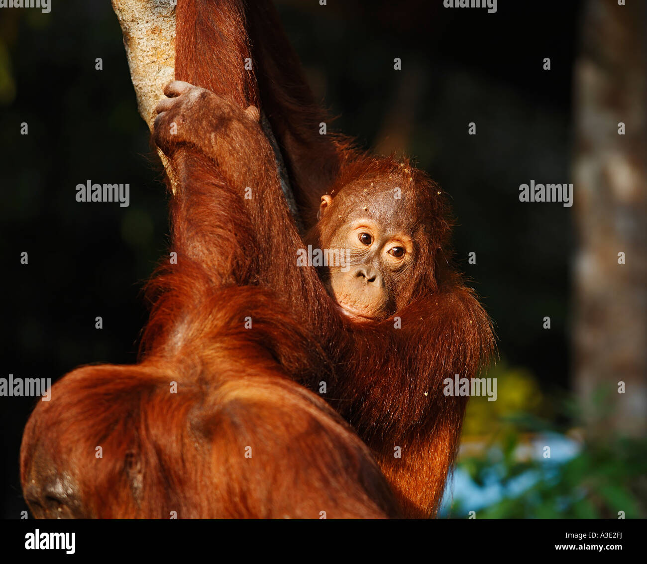 Orang-Utan (Pongo pygmaeus) in Tanjung Putting parco nazionale, Central-Kalimantan, Borneo, Indonesia Foto Stock