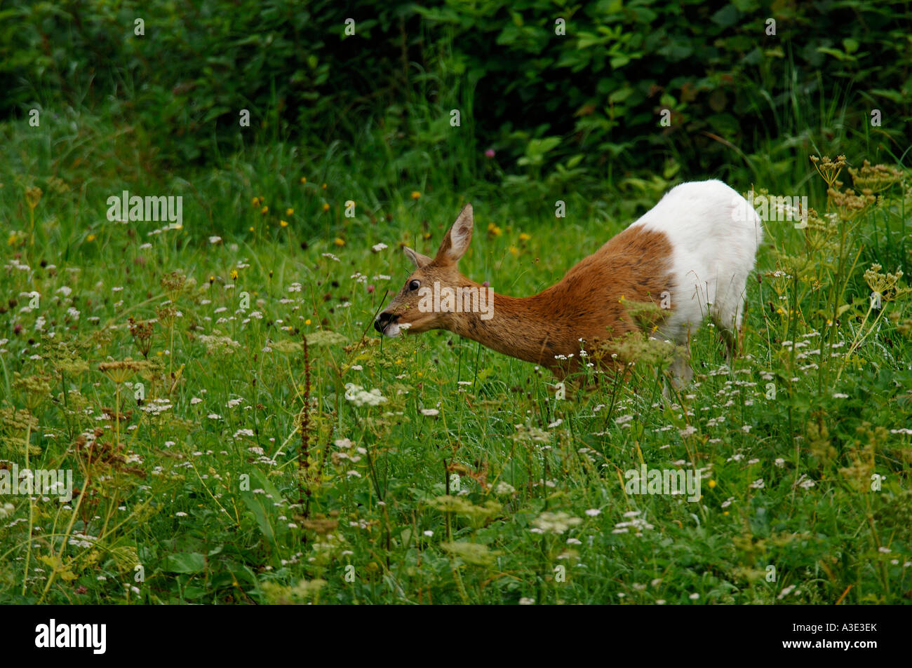 Il capriolo (Capreolus capreolus) Doe in piedi sul prato Foto Stock