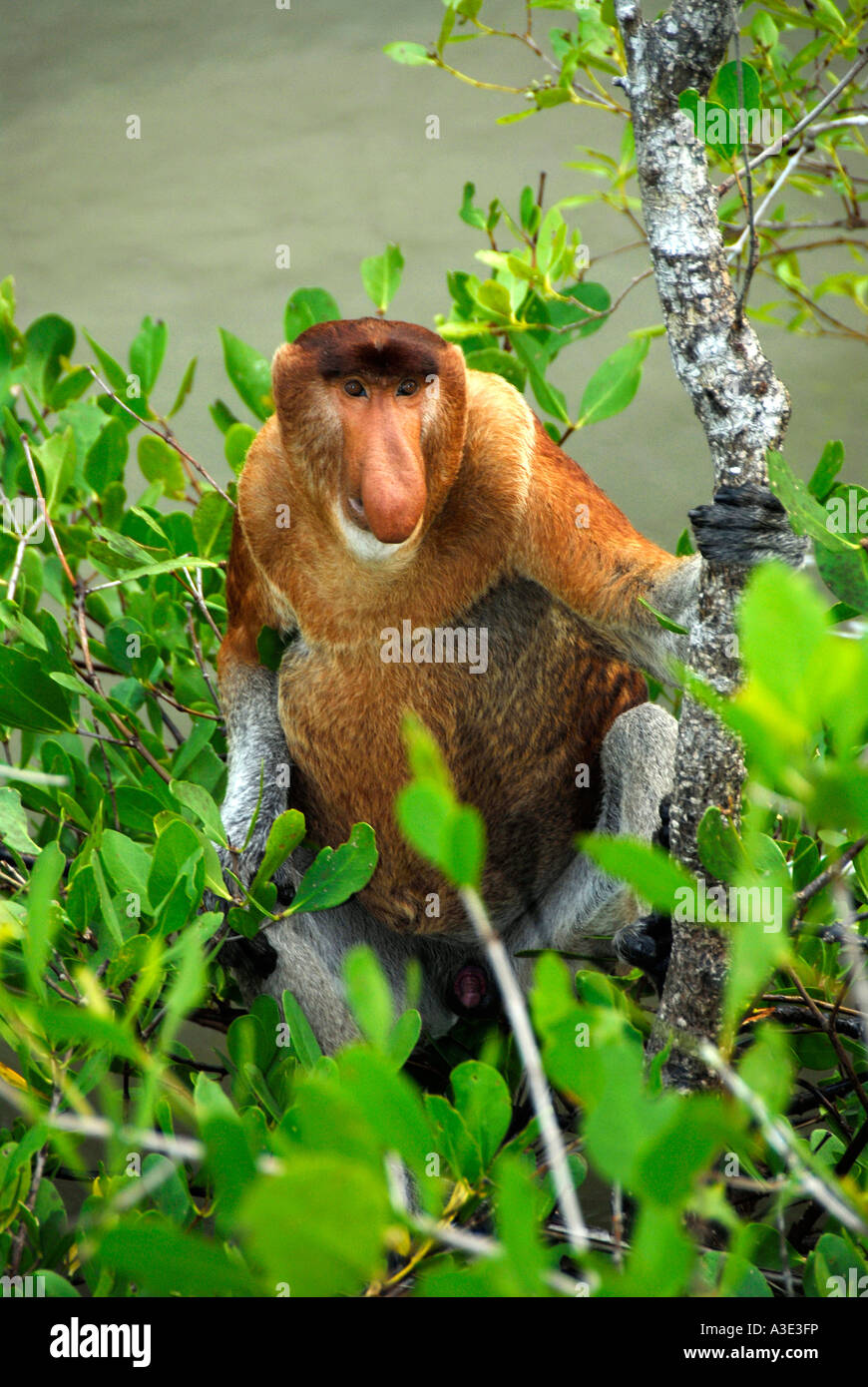 Maschio di scimmia proboscide nell'albero nella foresta di mangrovie Bako National Park Sarawak Borneo Malaysia Foto Stock