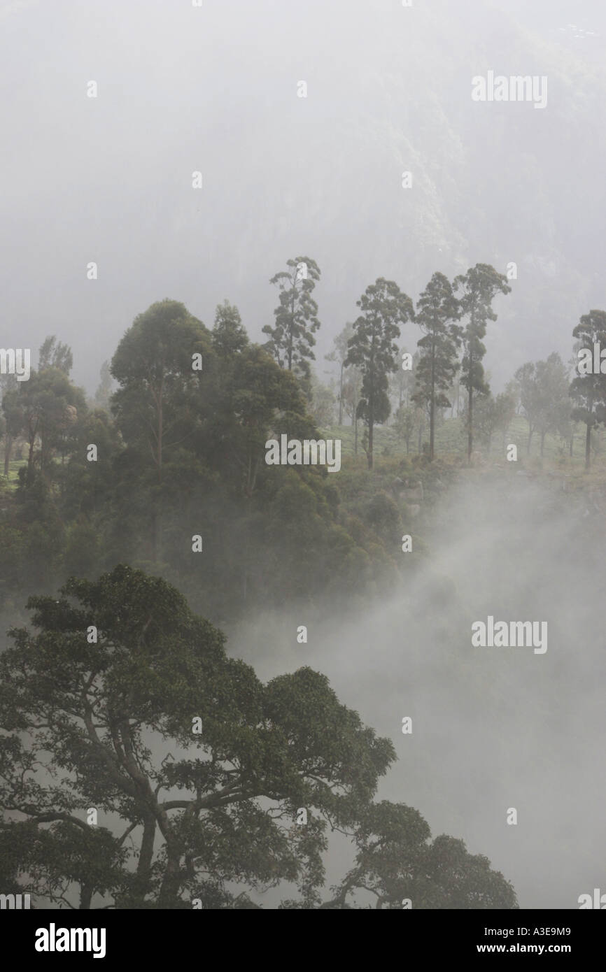 Sri Lanka, alberi e Misty Hills, Haputele Foto Stock