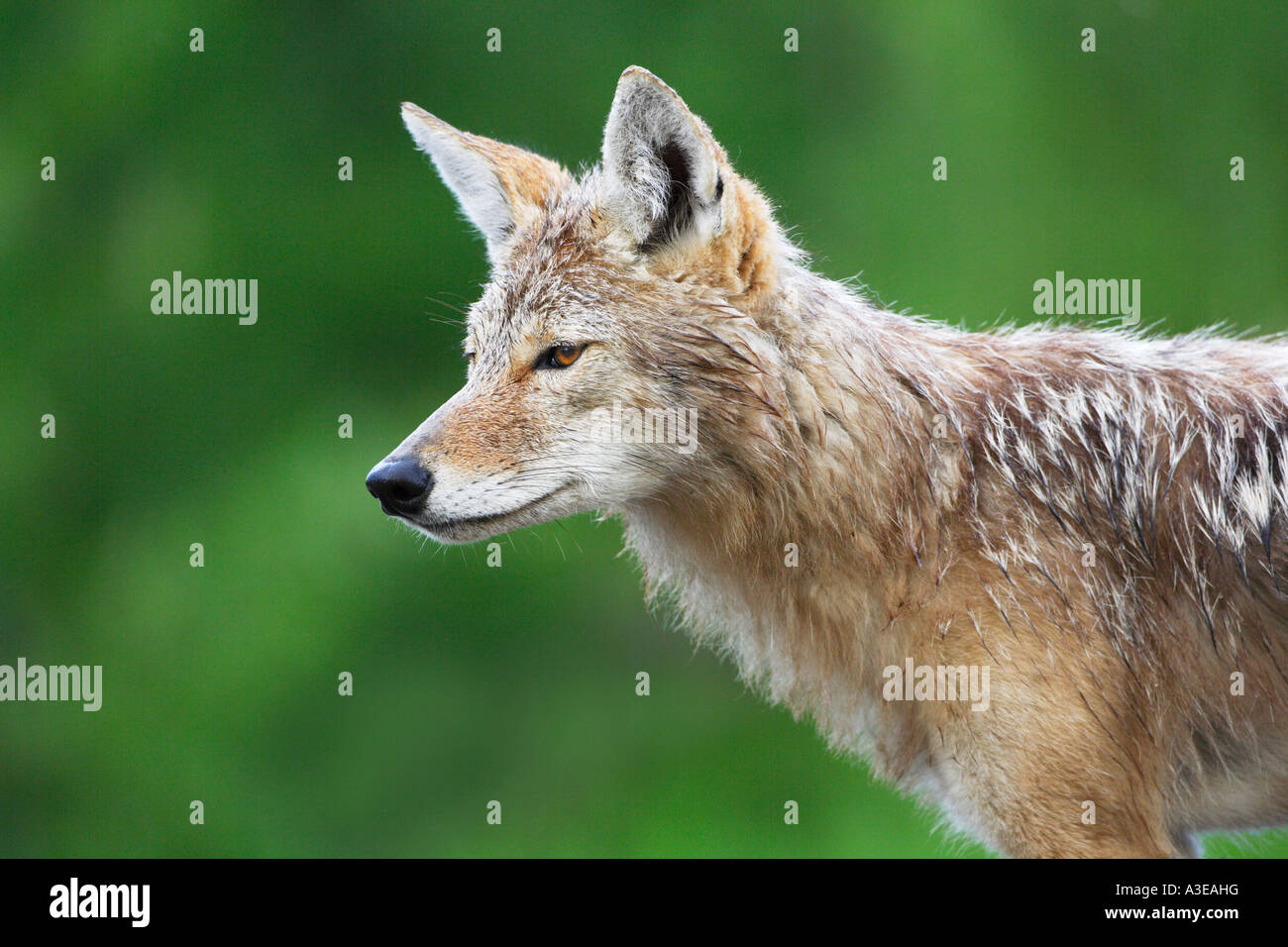 Coyote Foto Stock