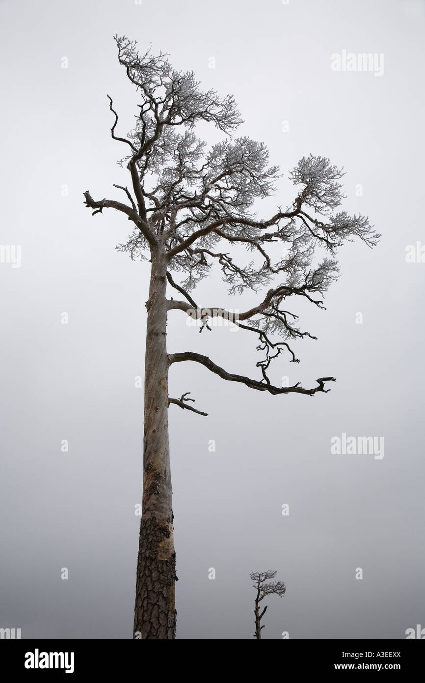 Pino (Pinus) in inverno Foto Stock