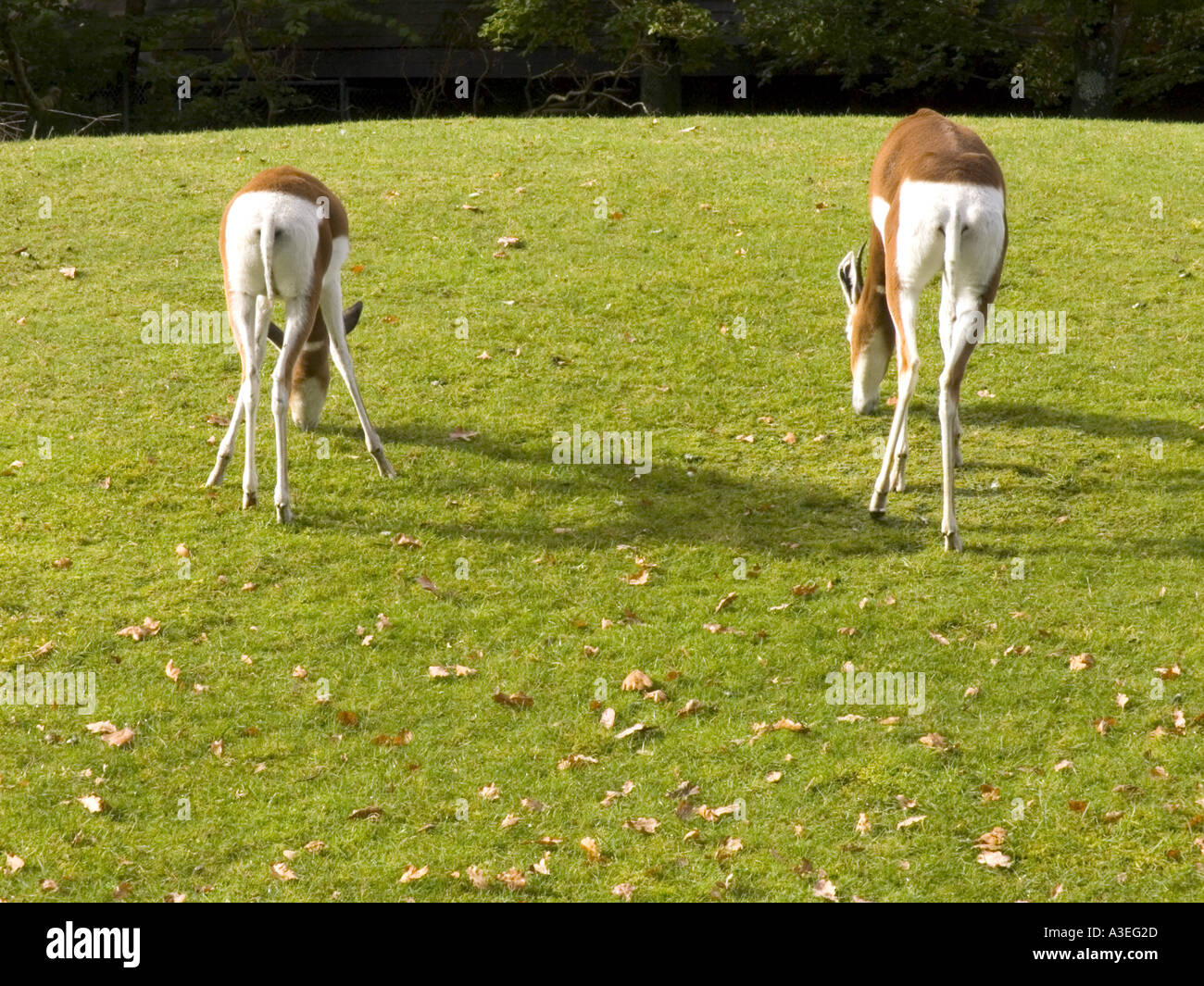 Animale quattro gambe gamba albero verde ambiente natura zoo zoologia wildlife mangiare mangiare cibo Foto Stock