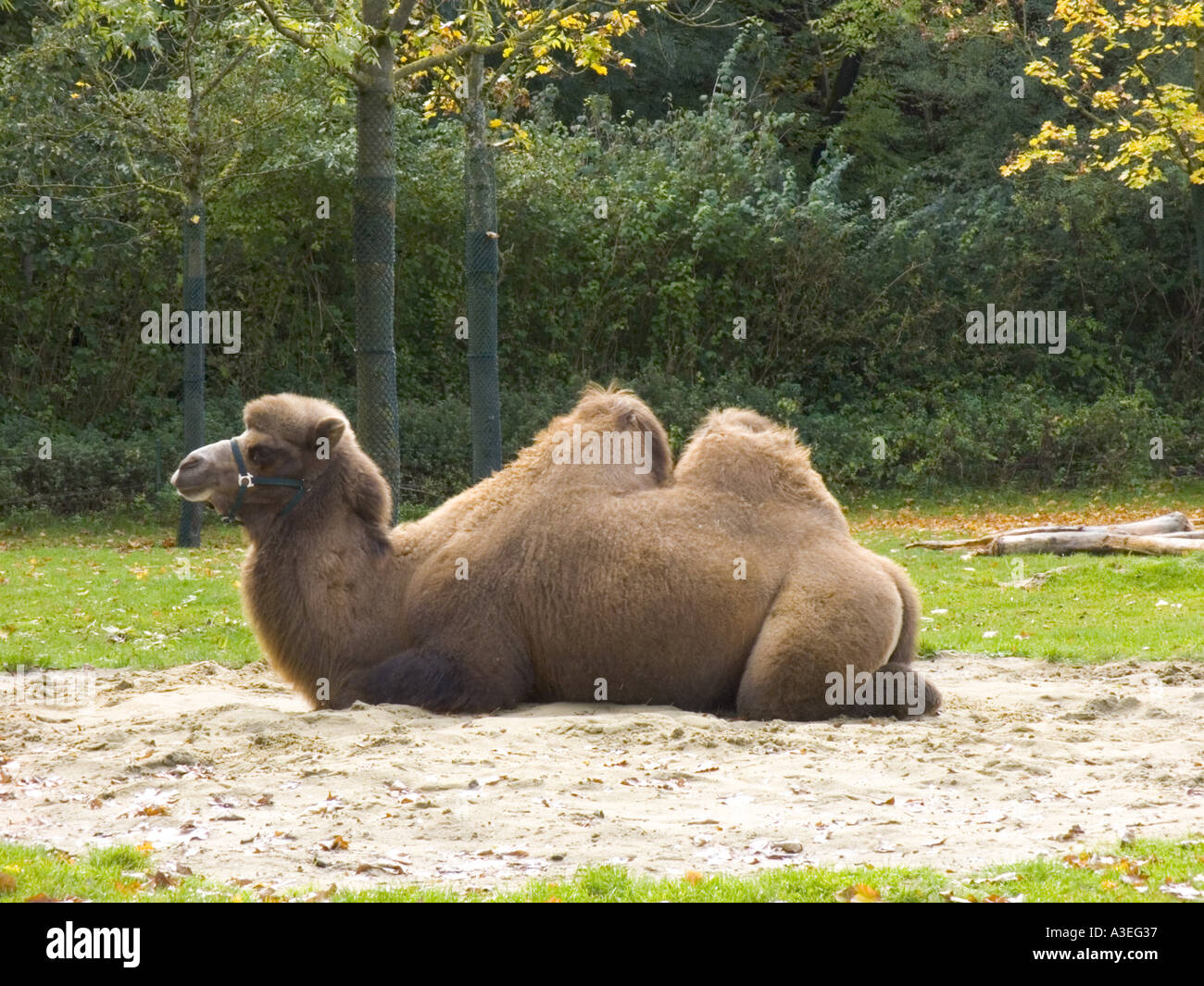 Il cammello animale grande zoo di gamba zoologia captive di trasporto il trasporto del veicolo Foto Stock