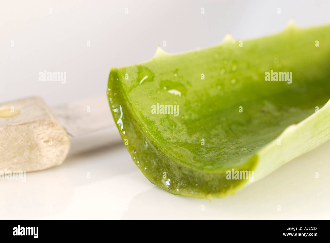 Aloe vera Foto Stock