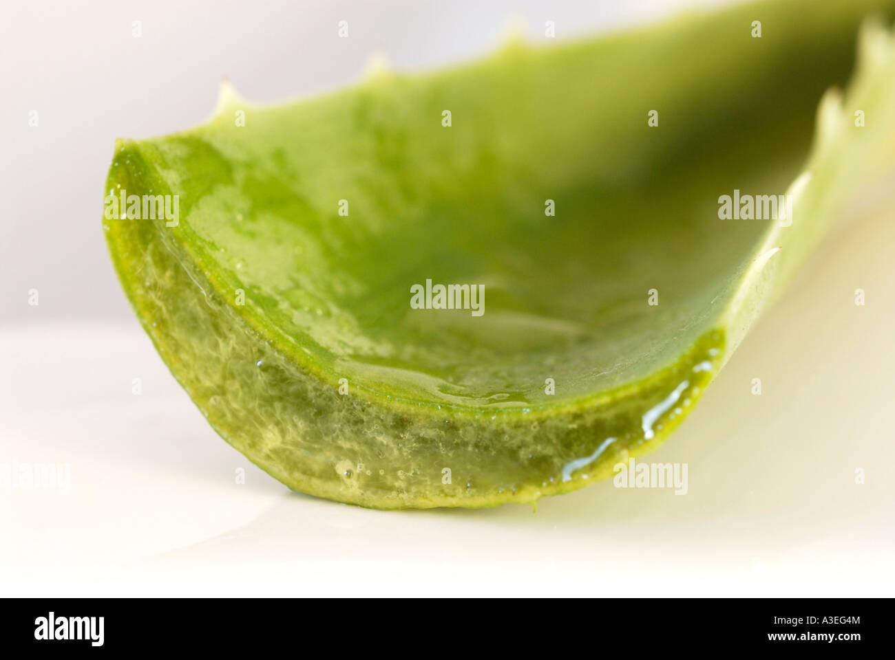 Aloe vera Foto Stock