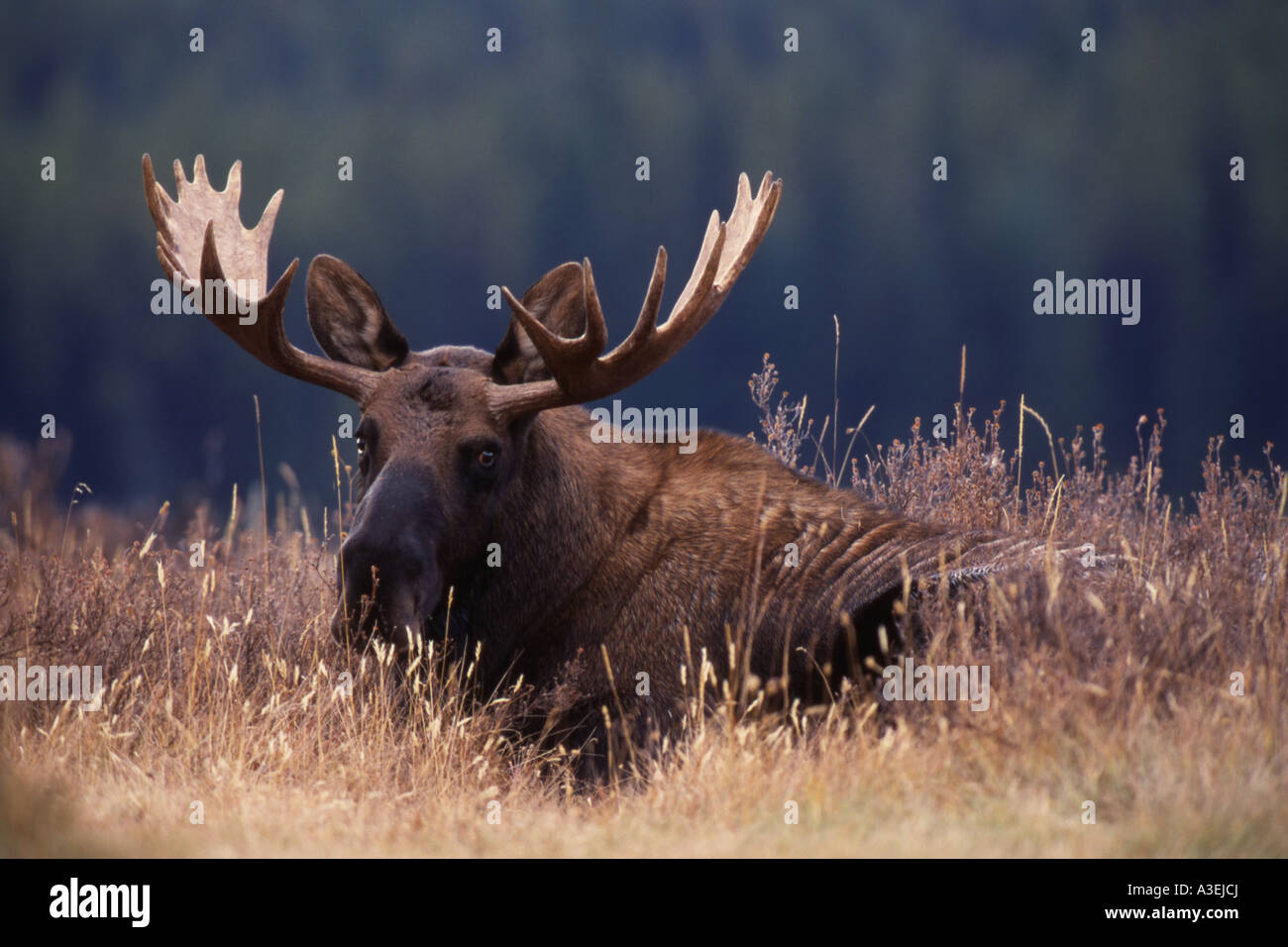 Bull Moose (Alces alces) bull bedded giù in una compensazione al tramonto, ritratto. Foto Stock
