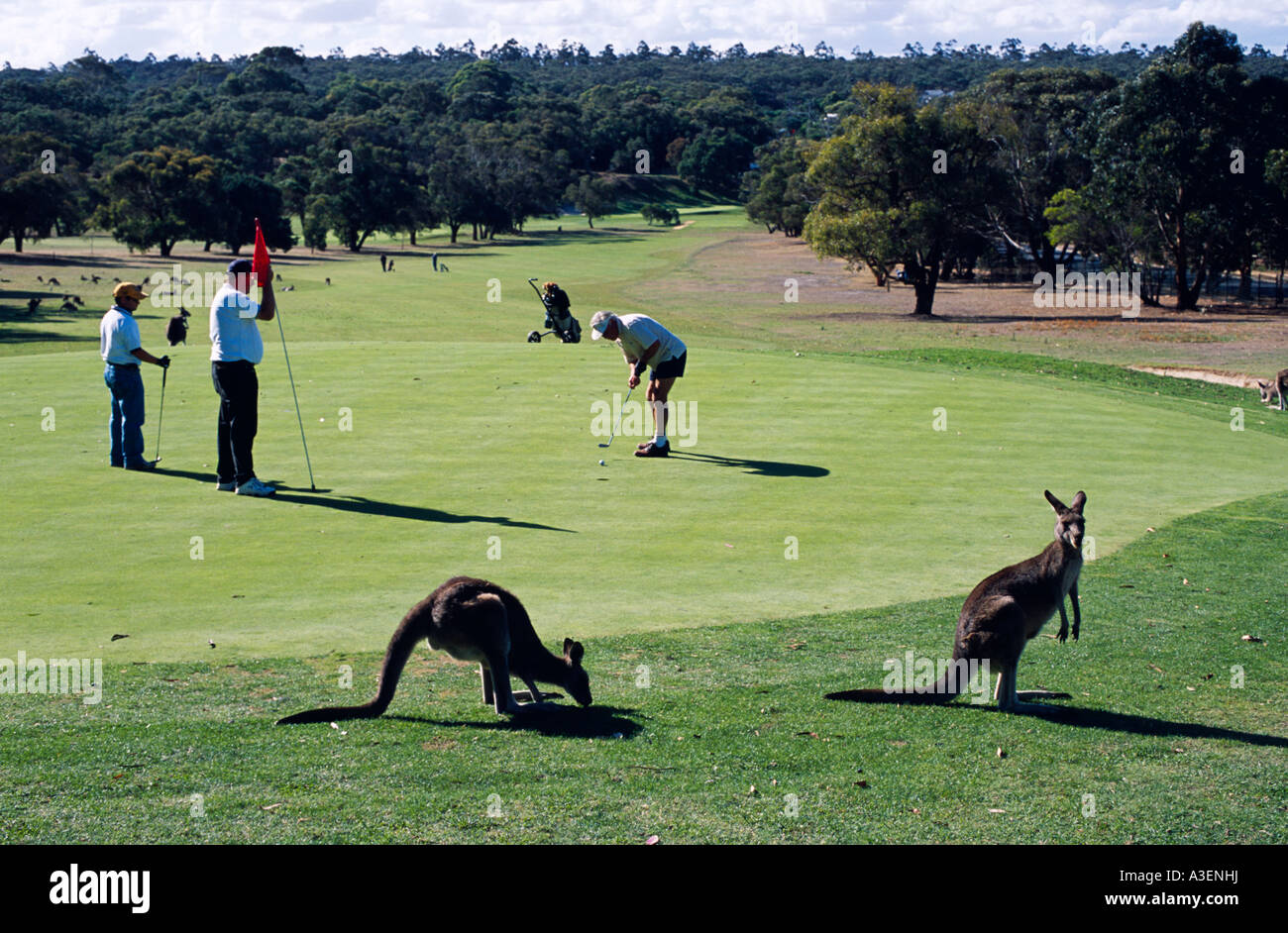 Anglesea Campo da Golf, famosa per la sua vasta popolazione di canguri, Grande Oceano Rd, Victoria, Australia, orizzontale Foto Stock