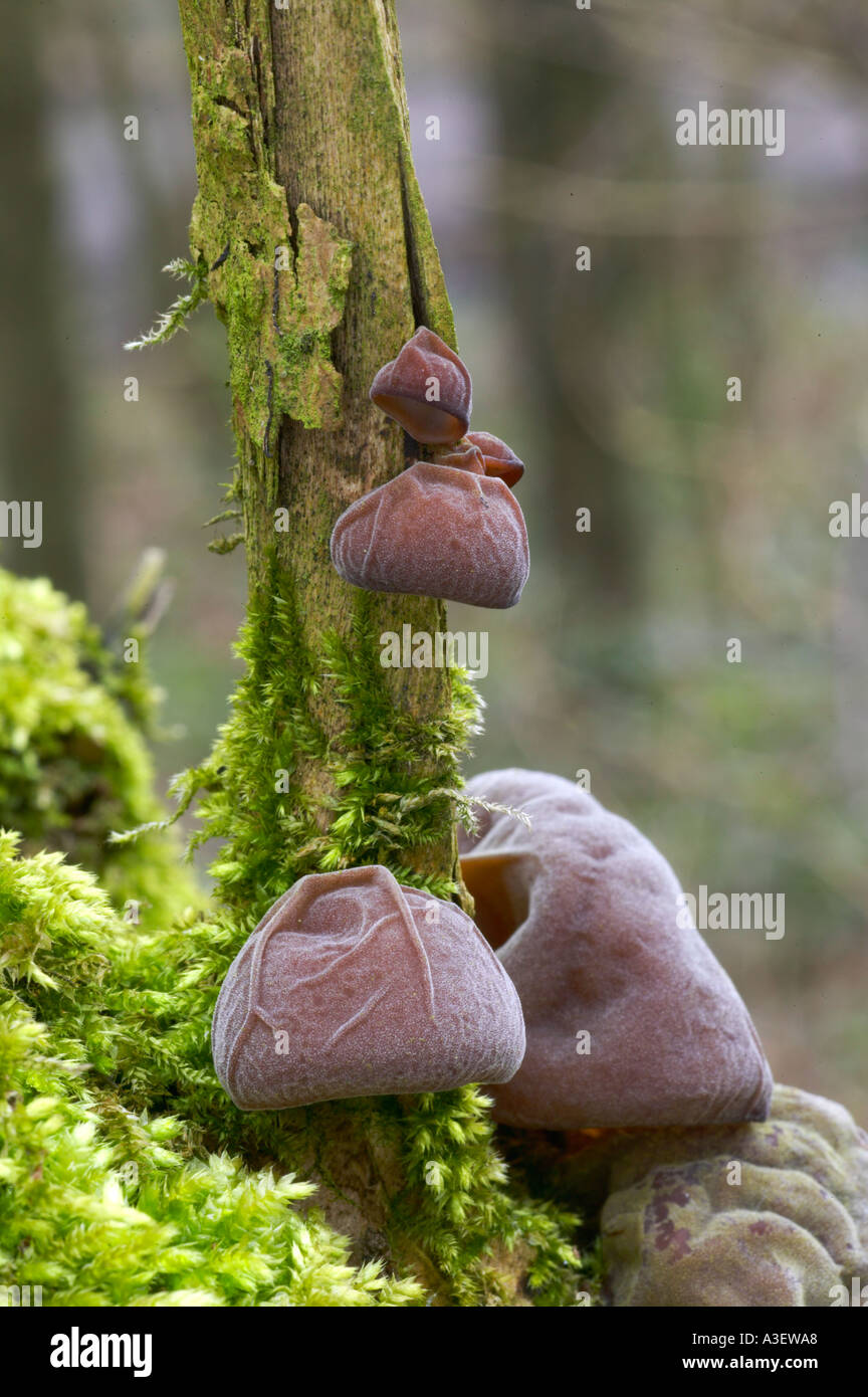 Jelly orecchio o Ebrei s orecchio fungo Auricularia padiglione auricolare judae su sambuco nel bosco Foto Stock