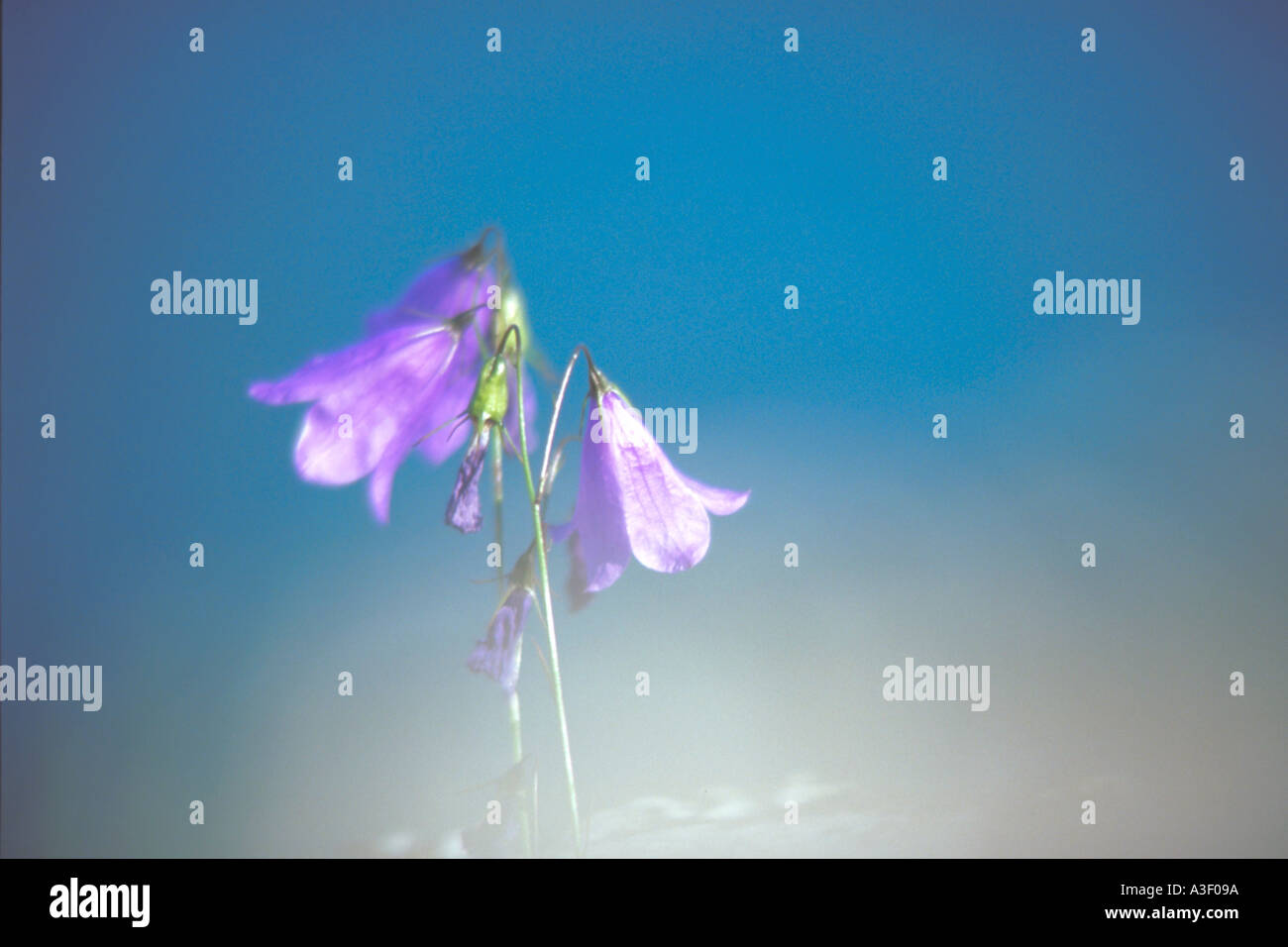 Viola campanulas sulla riva del mare Foto Stock