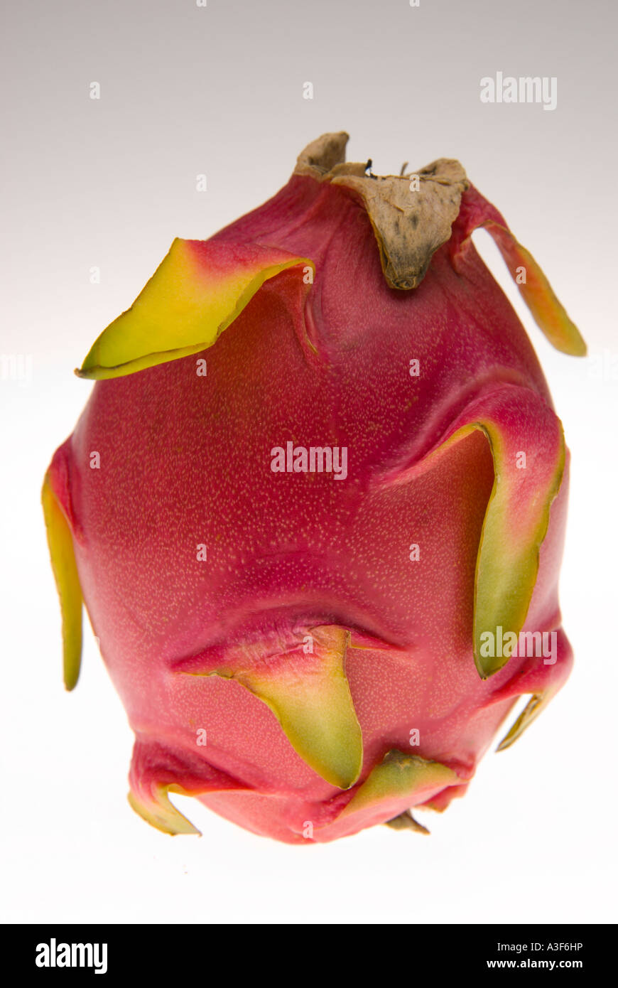 Dragonfruit o fragola pera S E asiatica di cactus pitaya di frutta Foto Stock