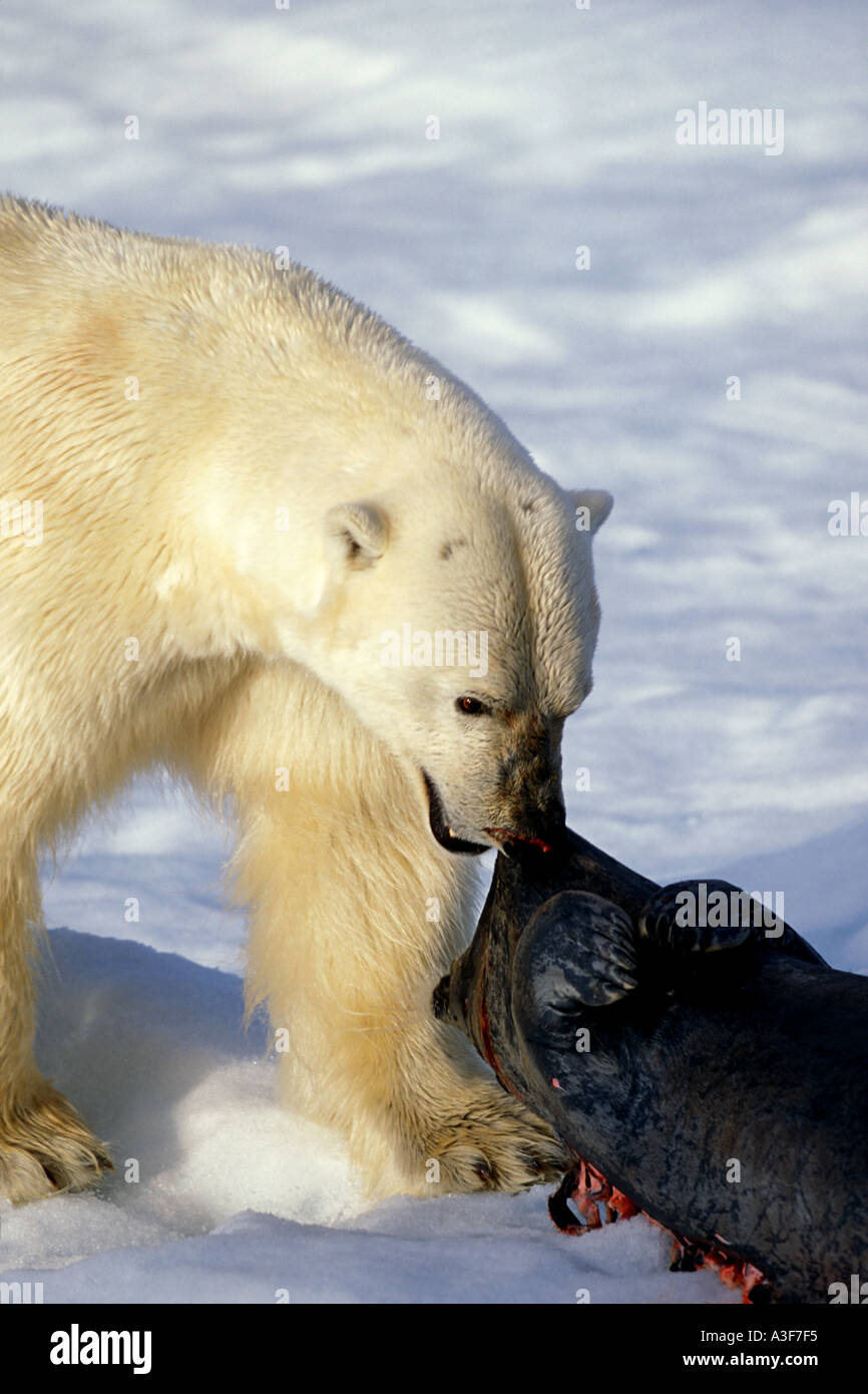 Orso polare Ursus maritimus trascina guarnizione barbuto Erignatus barbatus Kill su ghiaccio Floe vicino a Spitsbergen Svalbard Norvegia Foto Stock