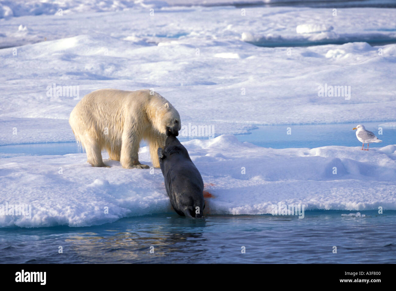 Orso polare Ursus maritimus trascina guarnizione barbuto Kill Erignatus barbatus da Ocean su ghiaccio Floe vicino a Spitsbergen Svalbard n. Foto Stock