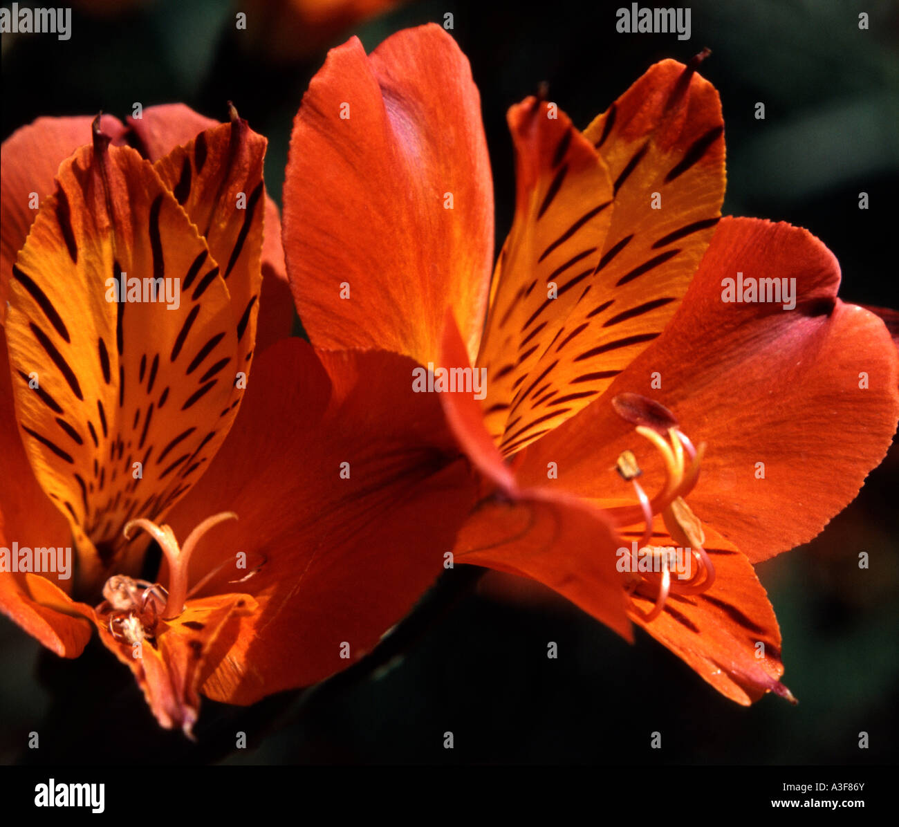 Alstroemeriaceae, Alstroemeria aurea, arancio, close up Foto Stock