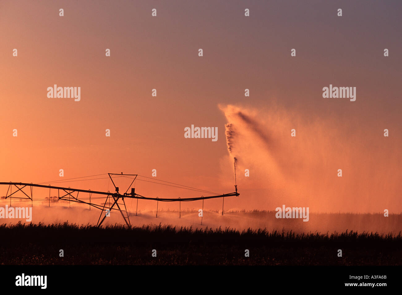 Irrigazione di campi al tramonto in Sud Australia Foto Stock