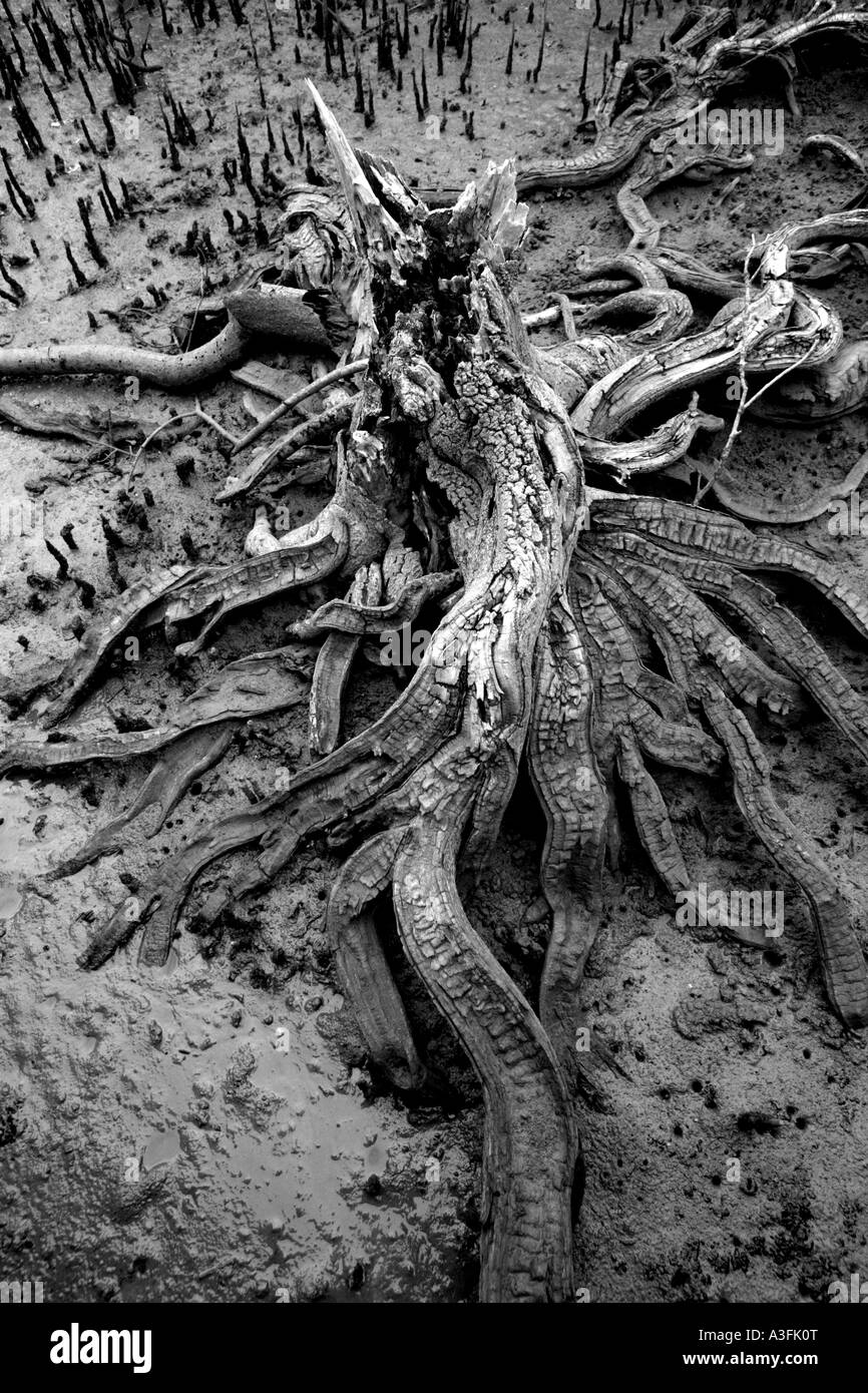 TWISTED albero radici nella palude di mangrovie BAPDB VERTICALE8857 Foto Stock