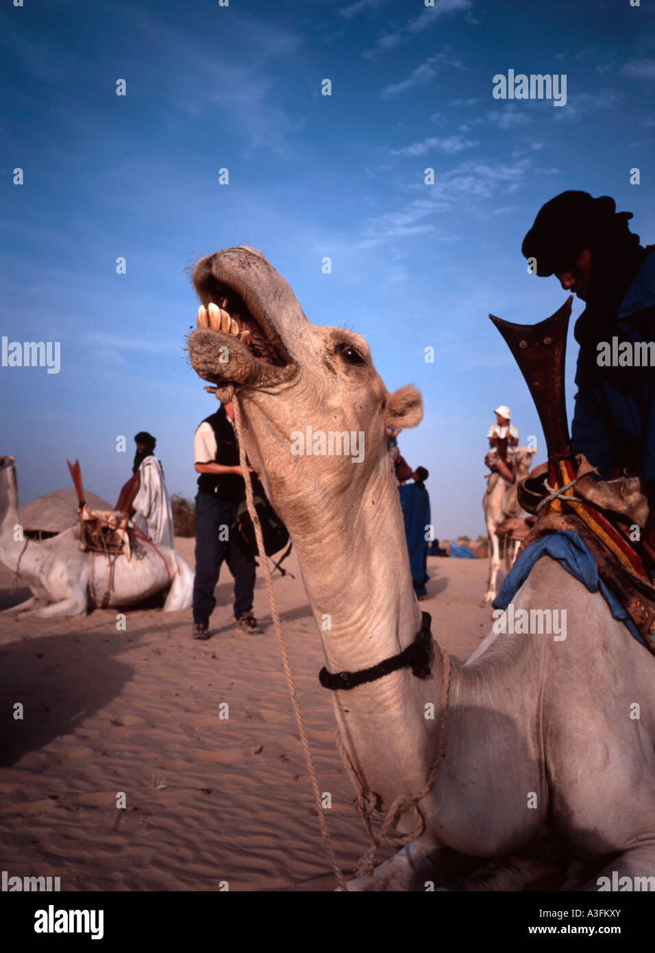 Controllo Tuaregs i loro cammelli oltre al di fuori di Timbuktu, Mali Foto Stock
