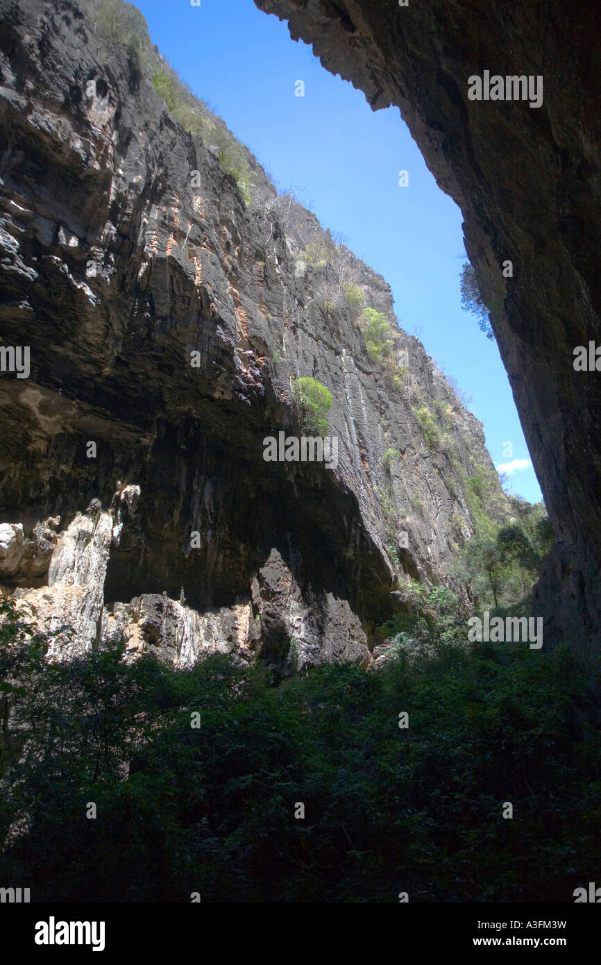 Enorme tagliato in una grotta dell'Ankarana parco nazionale del Madagascar Foto Stock