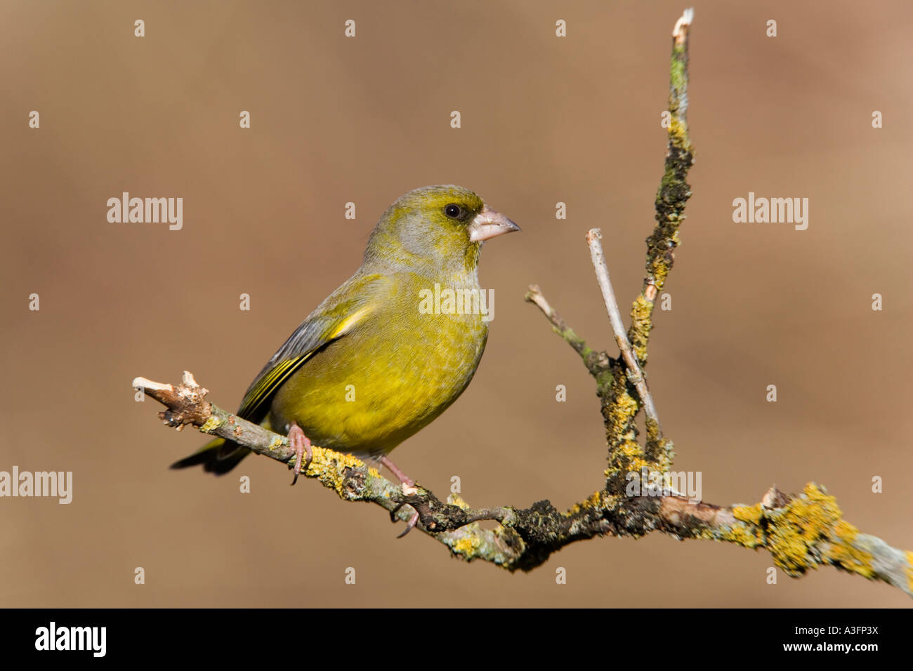 Verdone Carduelis chloris arroccato su un lichene coperto elder ramoscello cercando avviso con bello sfondo pulito potton bedfordshire Foto Stock