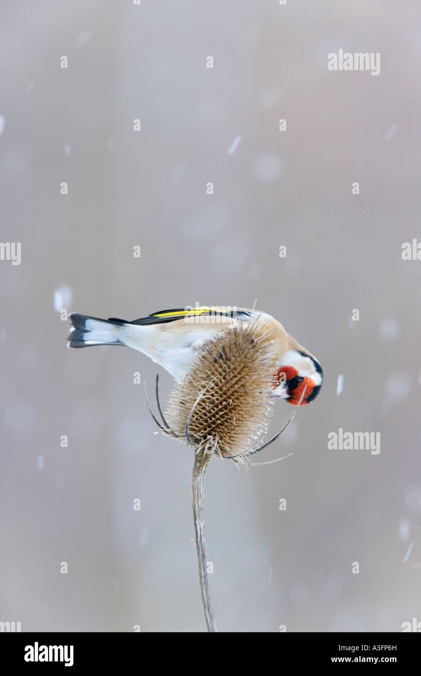 Cardellino Carduelis carduelis alimentazione su teasel nella tempesta di neve con nice background potton bedfordshire Foto Stock