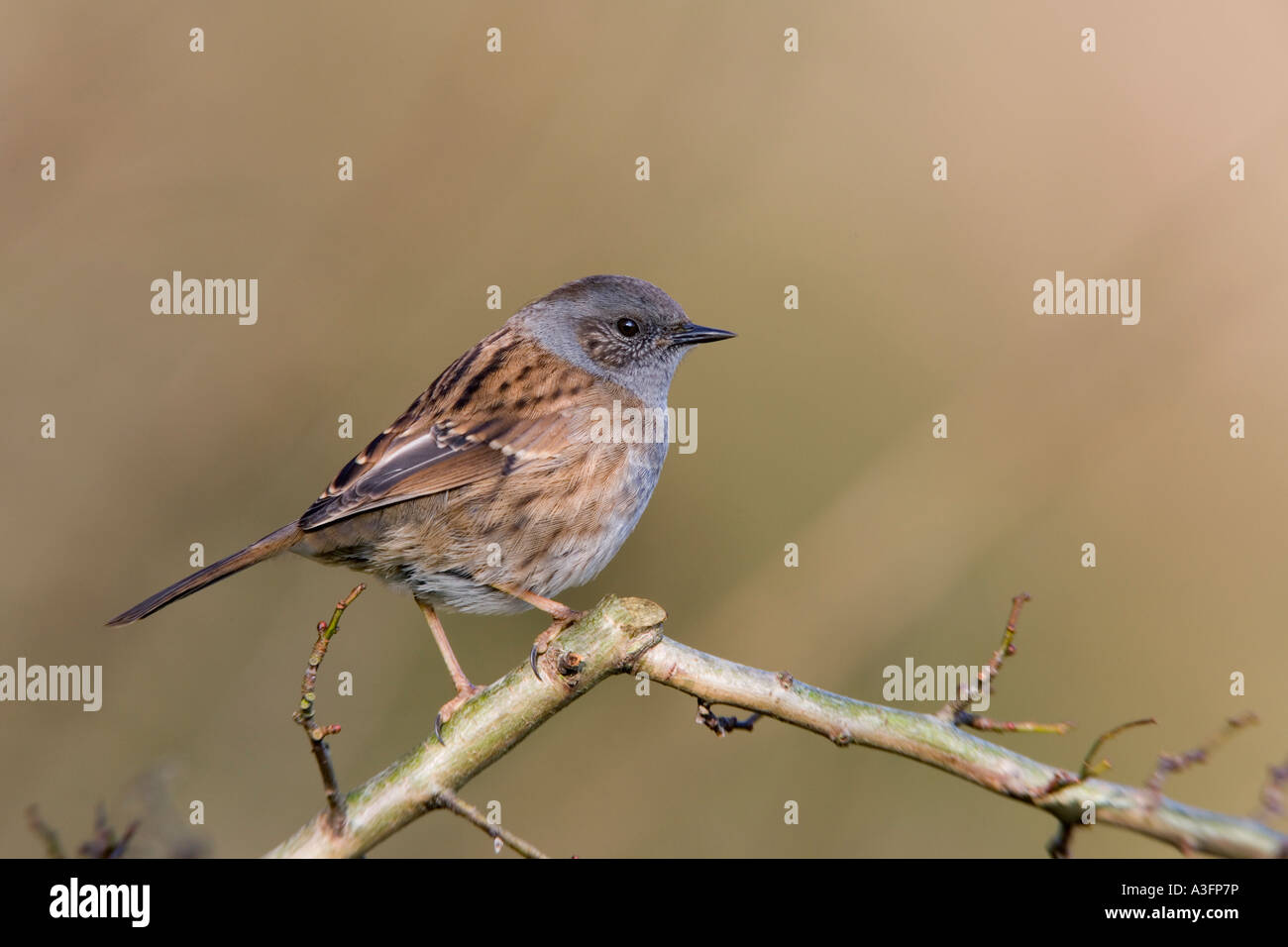 Dunnock Prunella modularis AKA: Hedge sparrow, Hedge accentor appollaiato sul log in cerca avviso con bella pulita potton sfondo Foto Stock