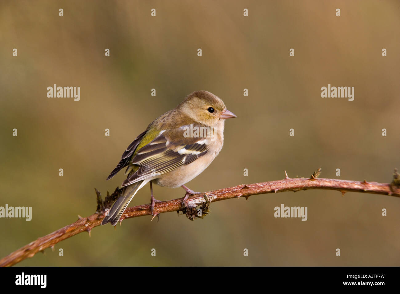 Femmina di fringuello Fringilla coelebs arroccato su rovo cercando avviso con bello sfondo pulito potton bedfordshire Foto Stock