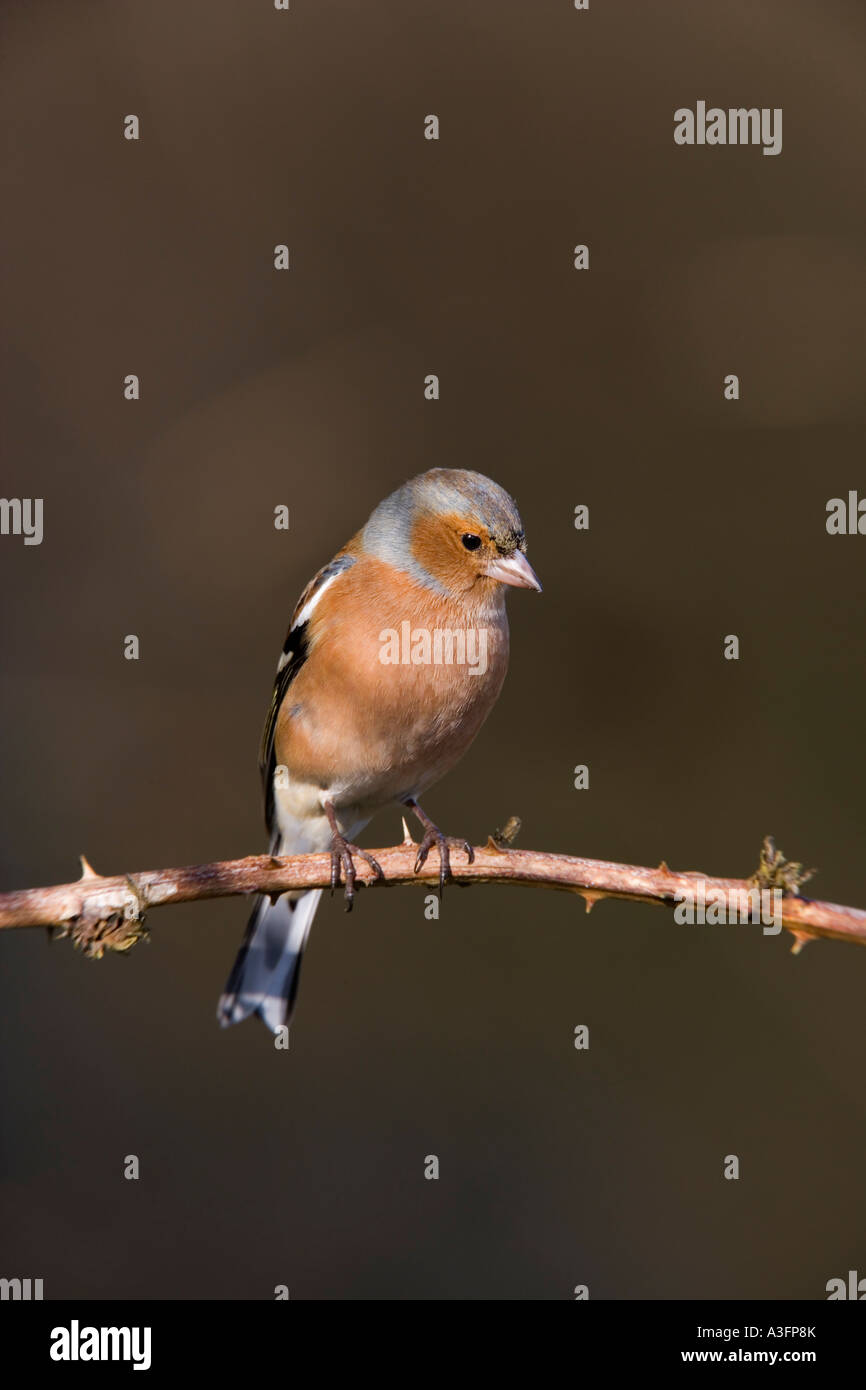 Maschio di fringuello Fringilla coelebs arroccato su rovo cercando avviso in bella luce con deffuse backgrund potton bedfordshire Foto Stock