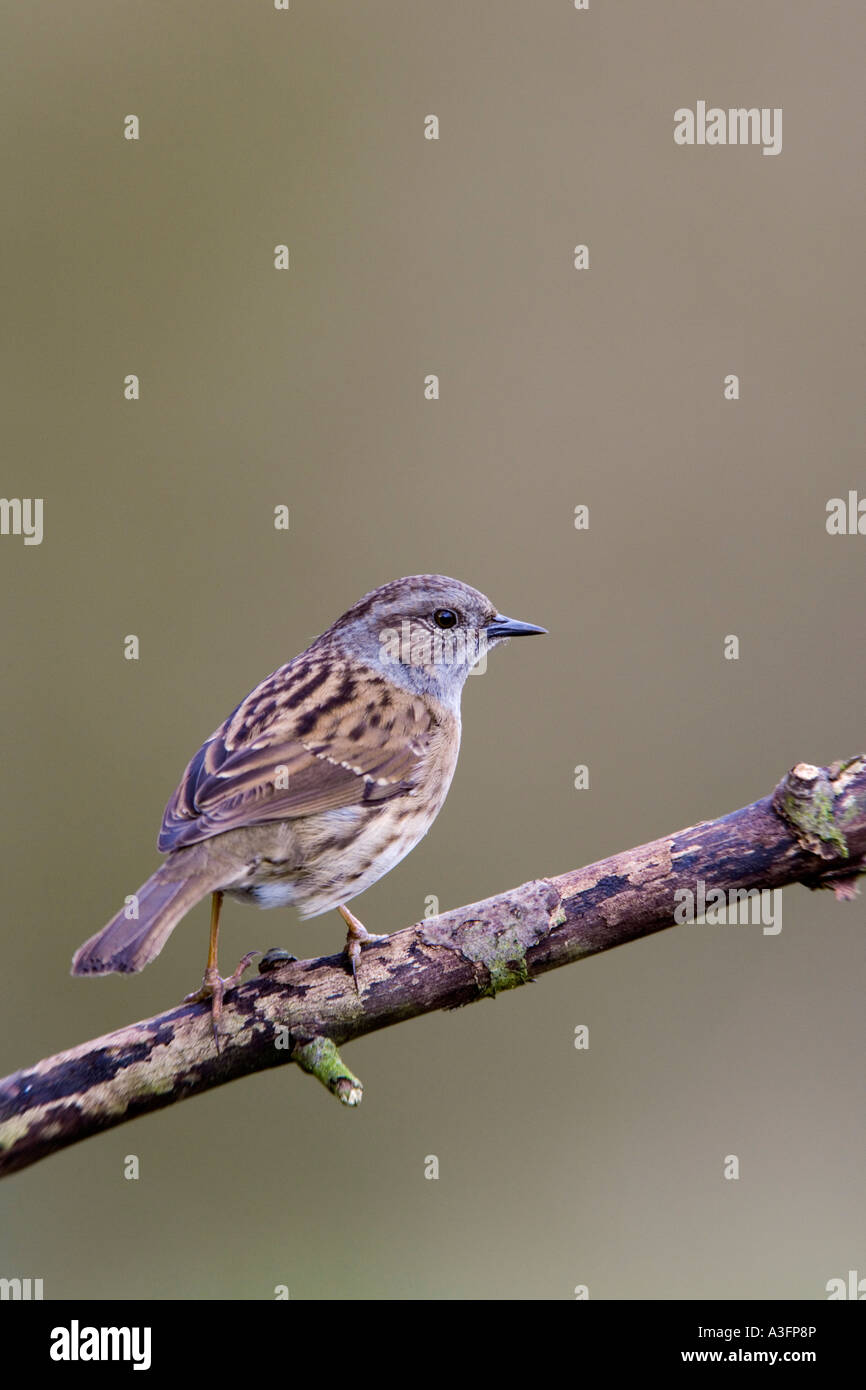 Prunella modularis AKA: Hedge sparrow, Hedge accentor arroccato su ramoscello cercando avviso con bello sfondo pulito potton letti Foto Stock