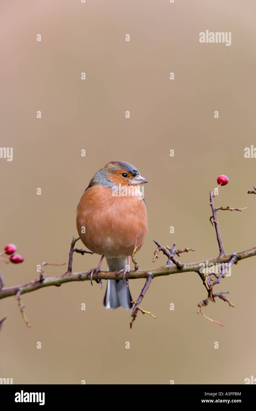 Maschio di fringuello Fringilla coelebs sat su hawthorn ramoscello cercando avviso con bello sfondo pulito potton bedfordshire Foto Stock