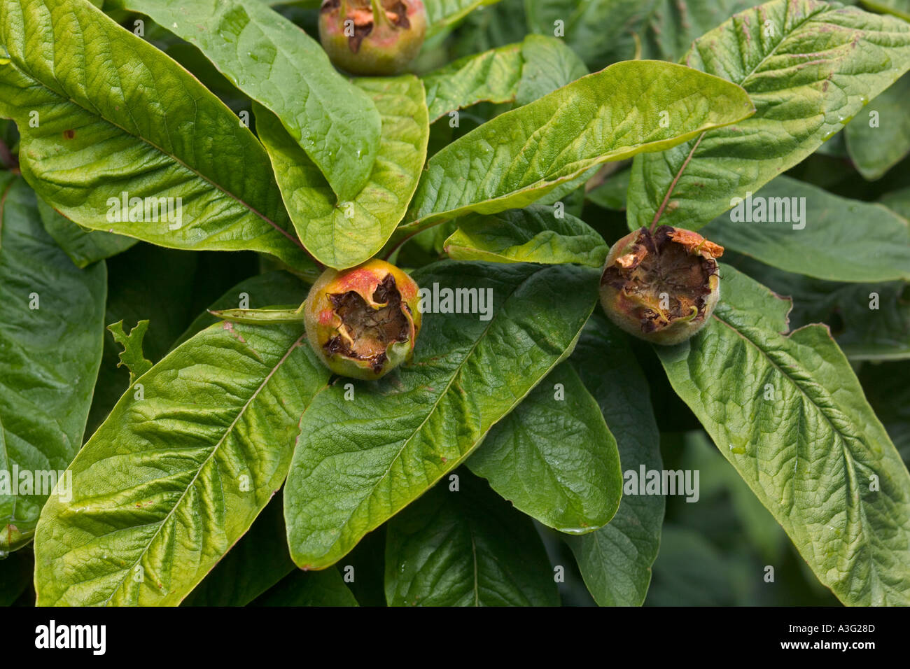 Nespola tree: Mespilus germanica Foto Stock