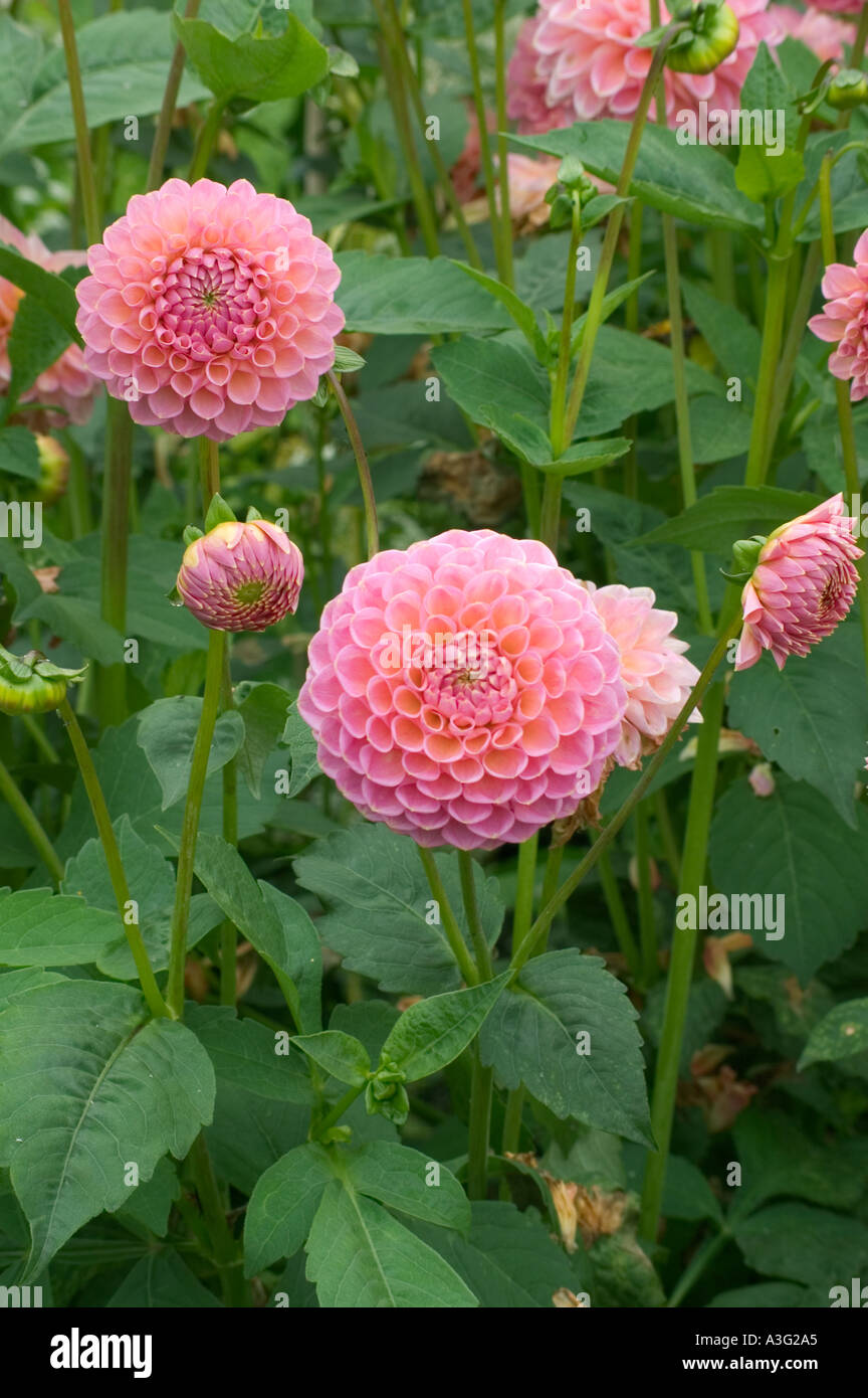 Dahlia 'Wootton Cupido' Foto Stock