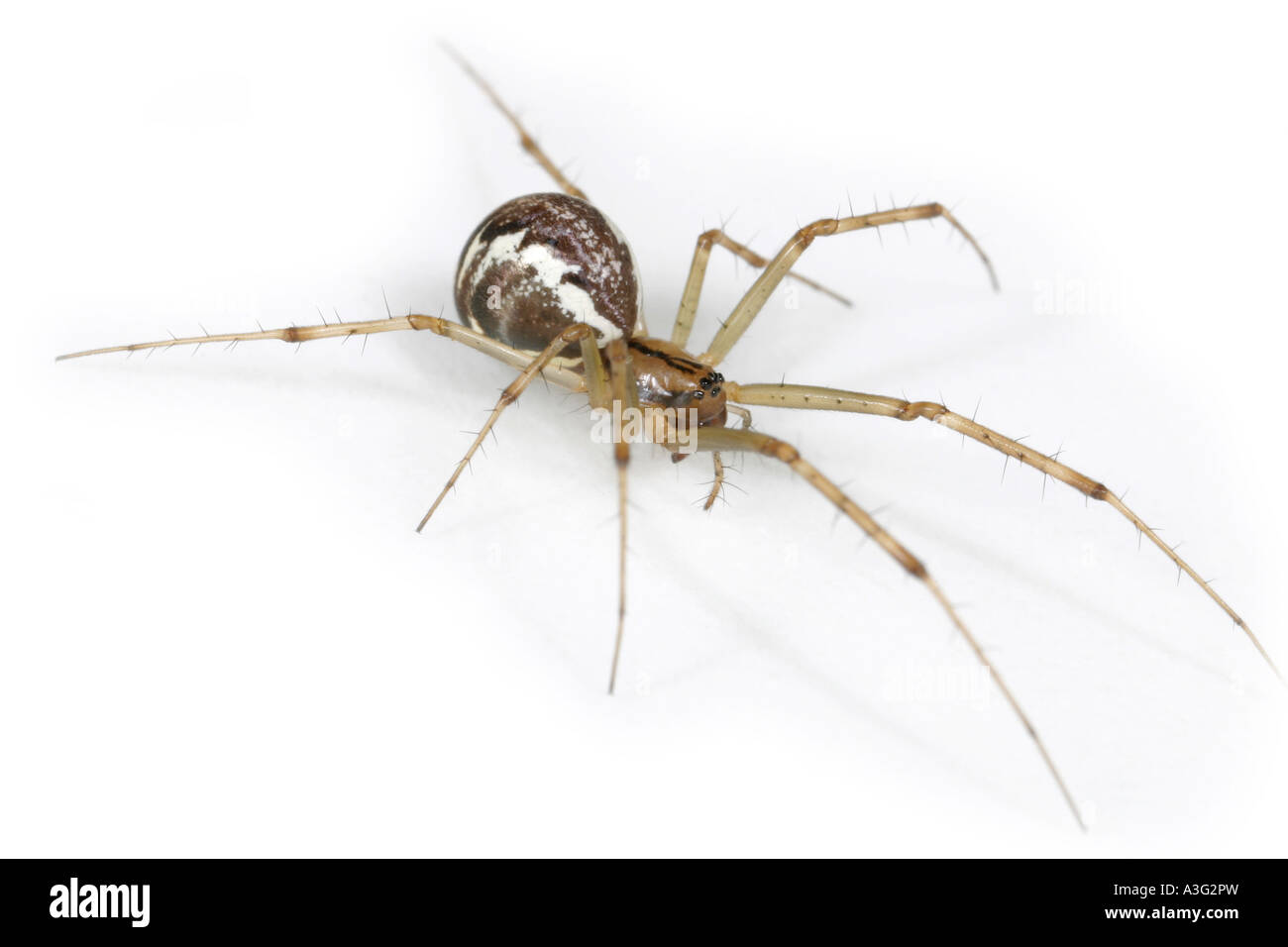 Un Linyphia triangularis spider, famiglia Linyphiidae, su sfondo bianco. Foto Stock