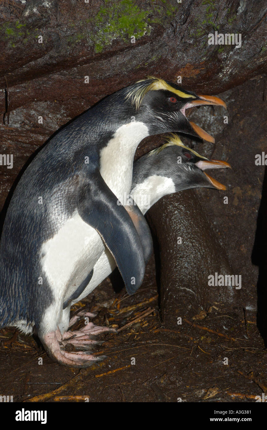 FIORDLAND pinguino crestato (Eudyptes pachyrhynchus) coppia di nidificazione nel corteggiamento, Isola del Sud della Nuova Zelanda Foto Stock
