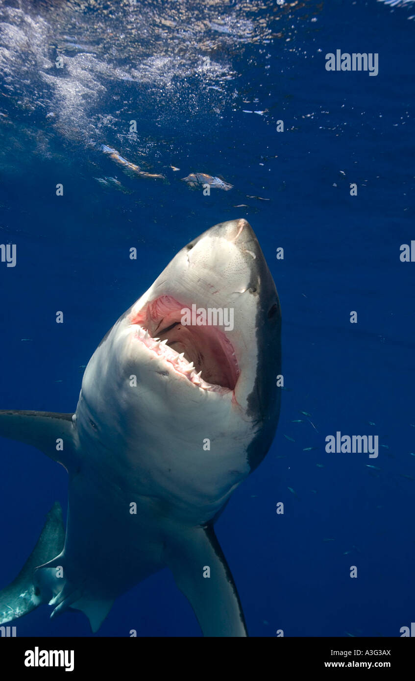 Il grande squalo bianco Carcharodon carcharias con bocca agape isola di Guadalupe in Messico Foto Stock