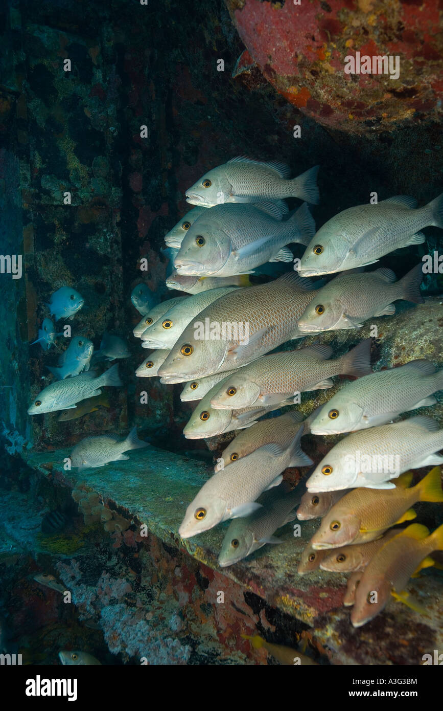 Una scuola di grigio o MANGROVE SNAPPER LUTJANUS GRISEUS cercano la protezione di un MANMADE habitat subacqueo a CONCH REEF FKNMS Foto Stock