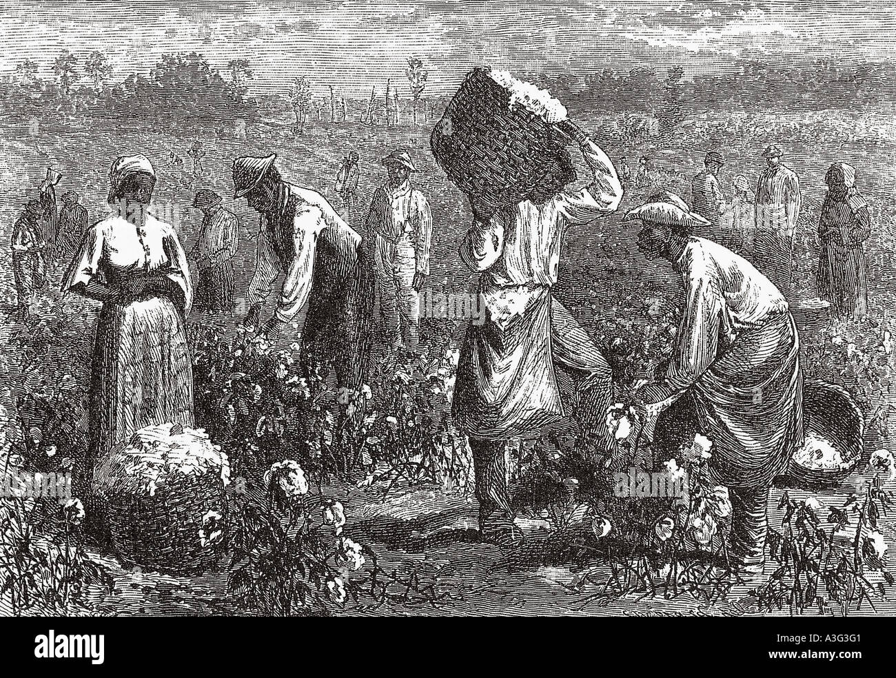 La raccolta del cotone in Louisiana, Stati Uniti d'America circa 1850 Foto Stock