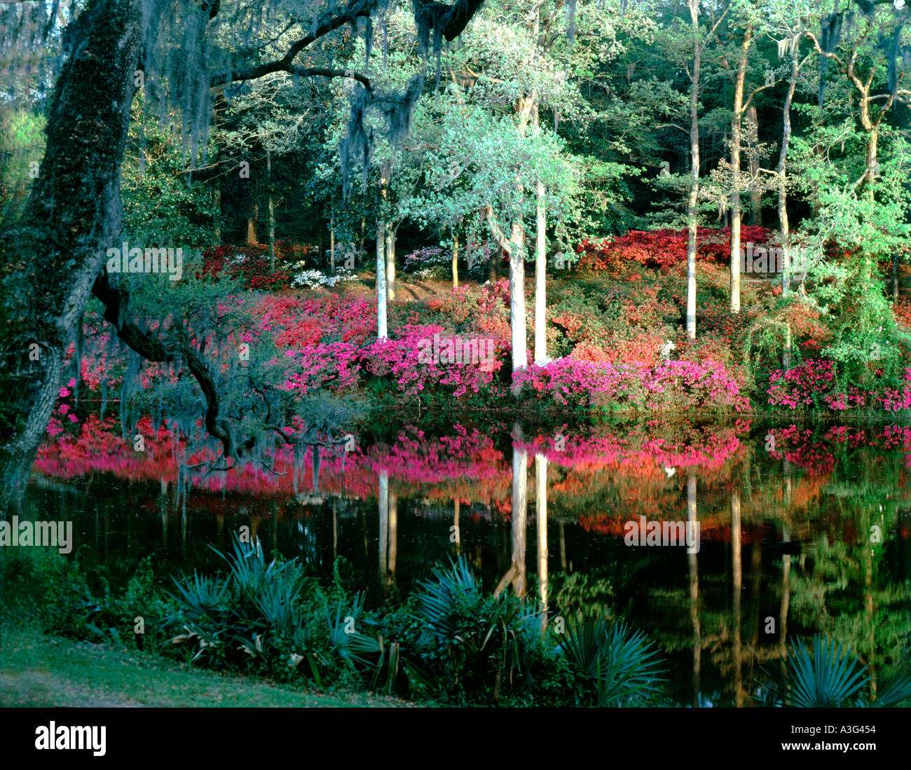 Middleton Place Plantation Gardens Vicino a Charleston in Carolina del Sud Foto Stock