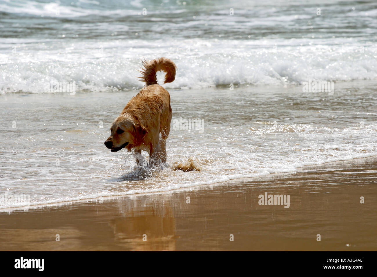 Ricerca riproduzione del cane nella ricerca sulla spiaggia cane giocando in spiaggia Retriever nuotare Foto Stock