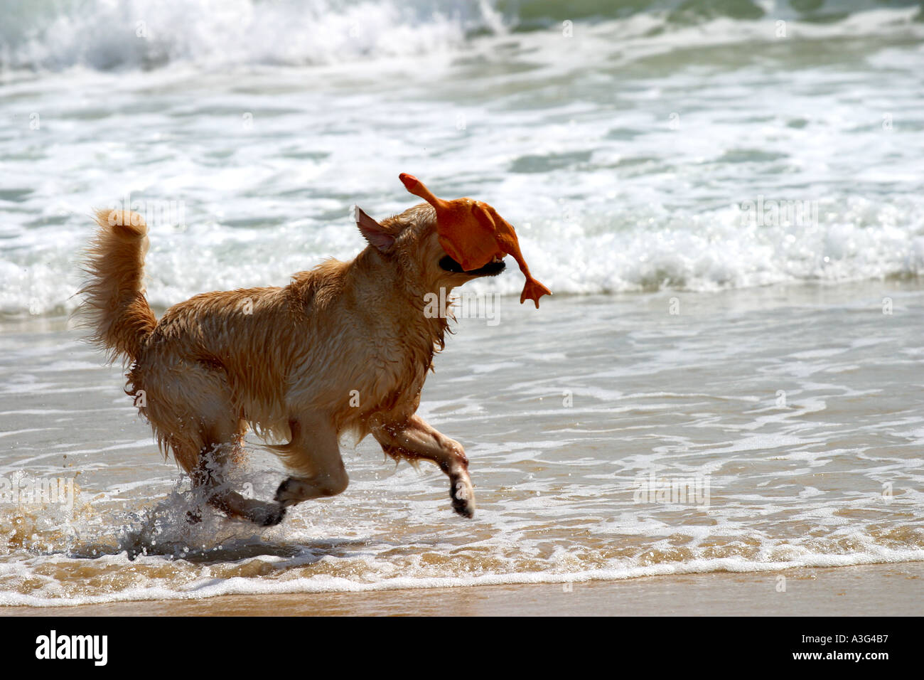 Cerca cane giocando in spiaggia Retriever nuotare Foto Stock