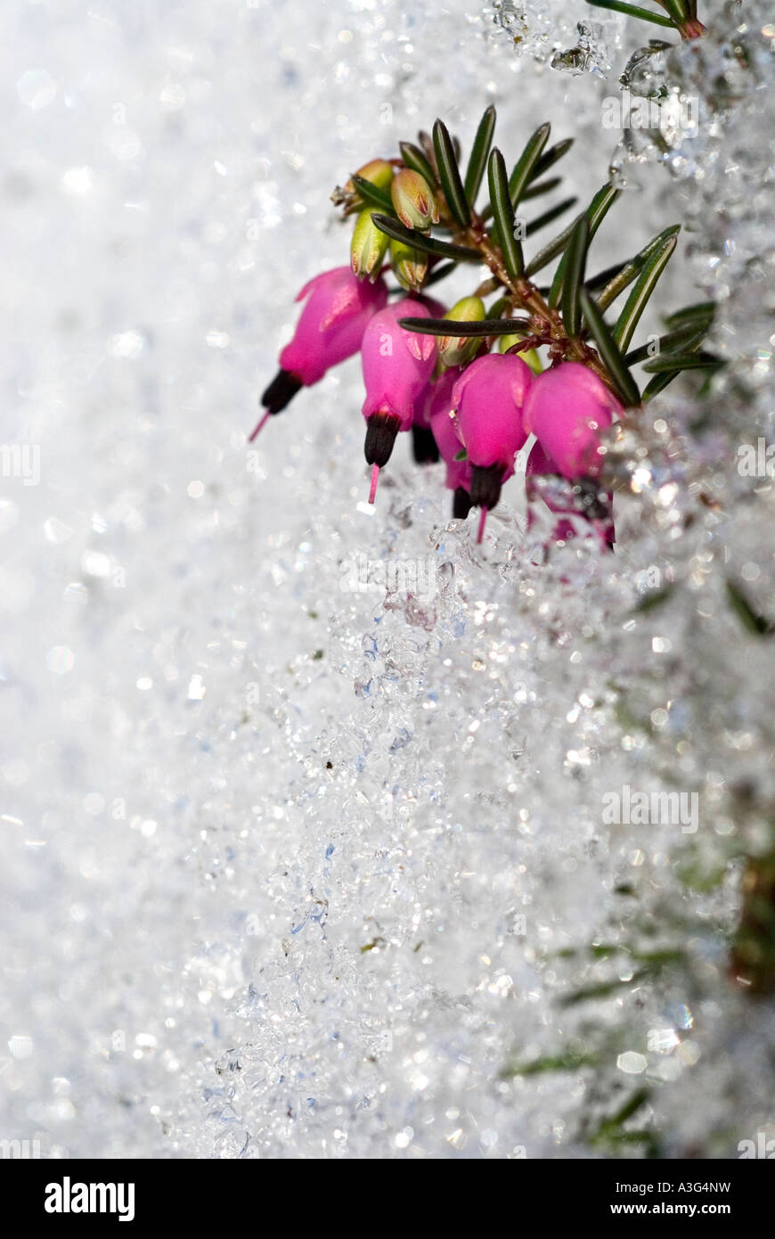 Inverno erica Erica Carnea nel fondere la neve di primavera Ericaceae Foto Stock