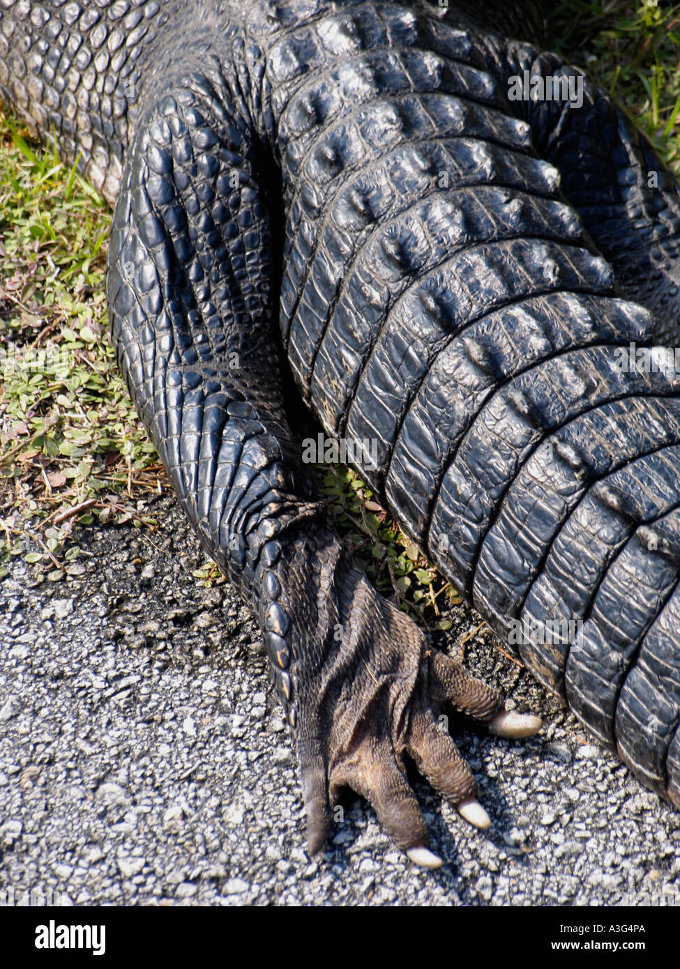 Alligator mississippiensis Foto Stock