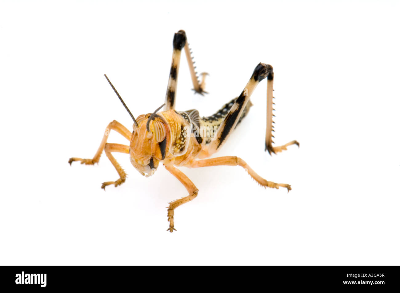 Deserto africano locust Schistocerca gregaria subadult GRASSHOPPER intaglio ritagliata su sfondo bianco Foto Stock
