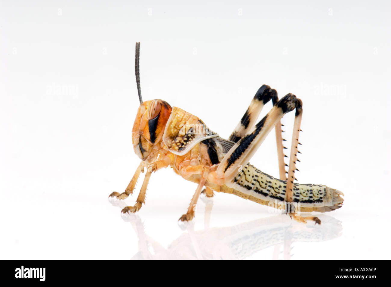 Deserto africano locust Schistocerca gregaria subadult GRASSHOPPER intaglio ritagliata su sfondo bianco Foto Stock