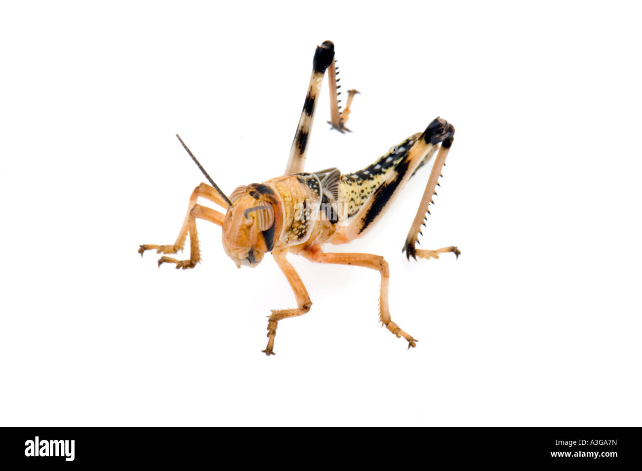 Deserto africano locust Schistocerca gregaria subadult GRASSHOPPER intaglio ritagliata su sfondo bianco Foto Stock