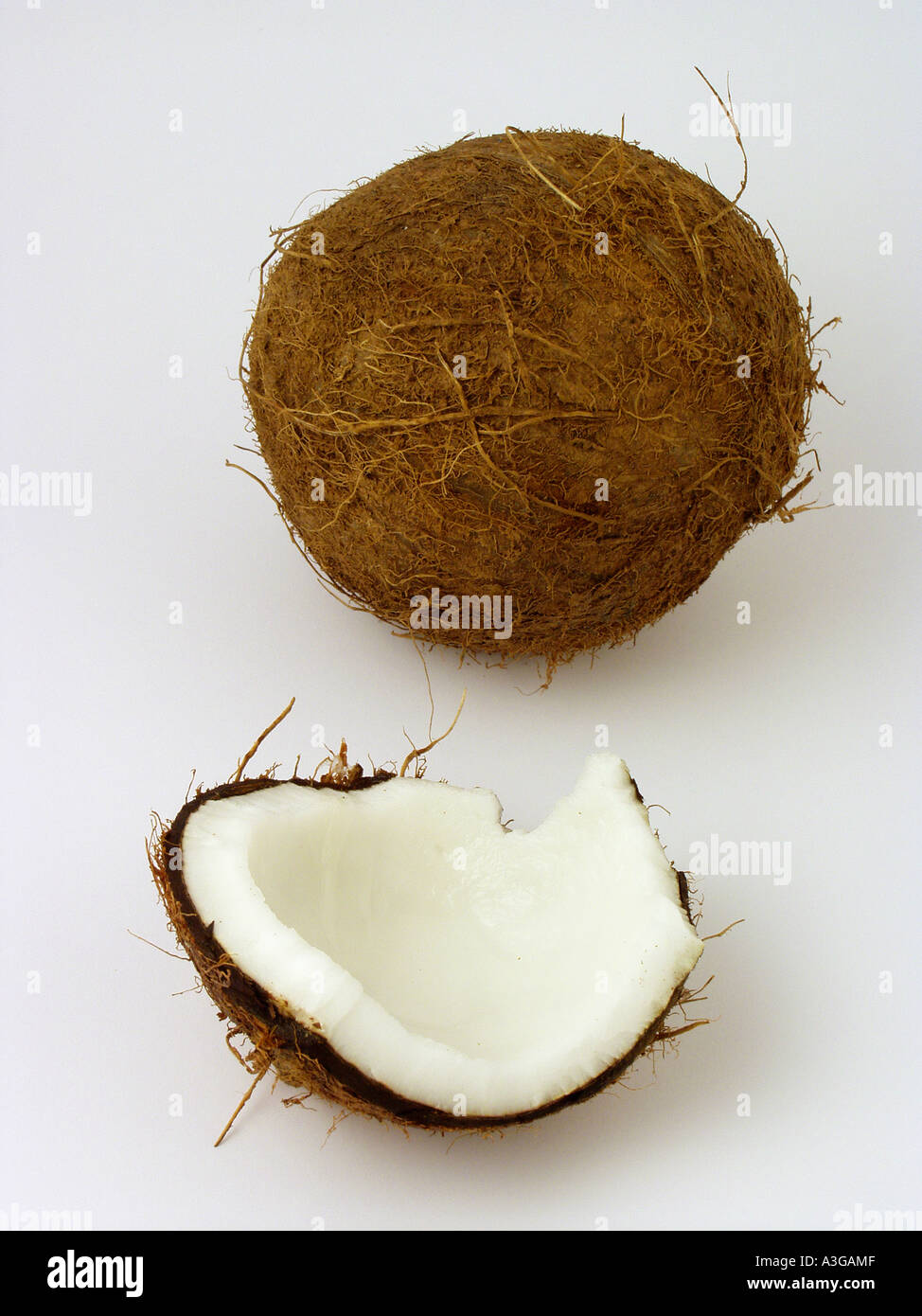 Noce di cocco Foto Stock