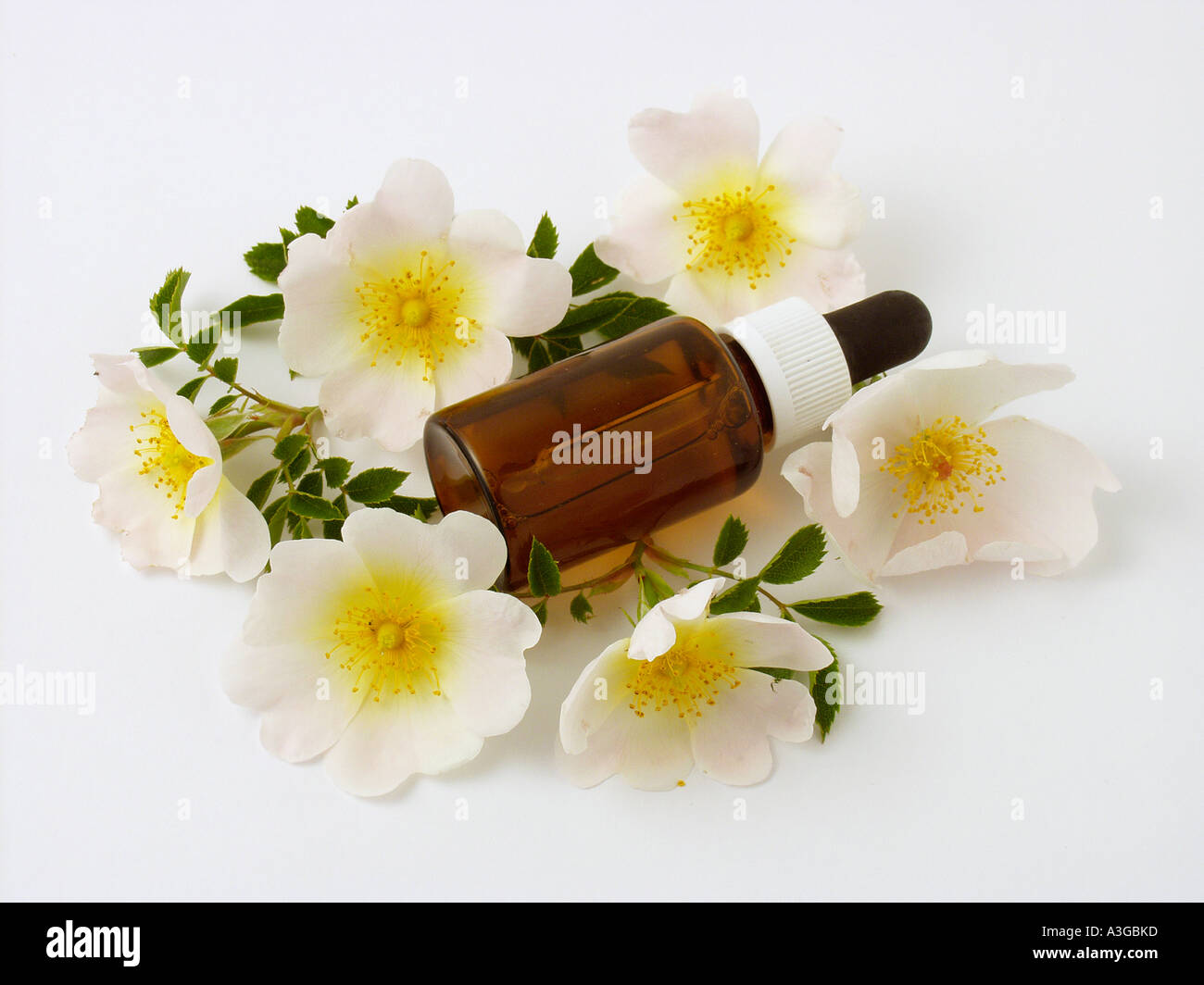 Rosa canina olio. La rosa canina Foto Stock