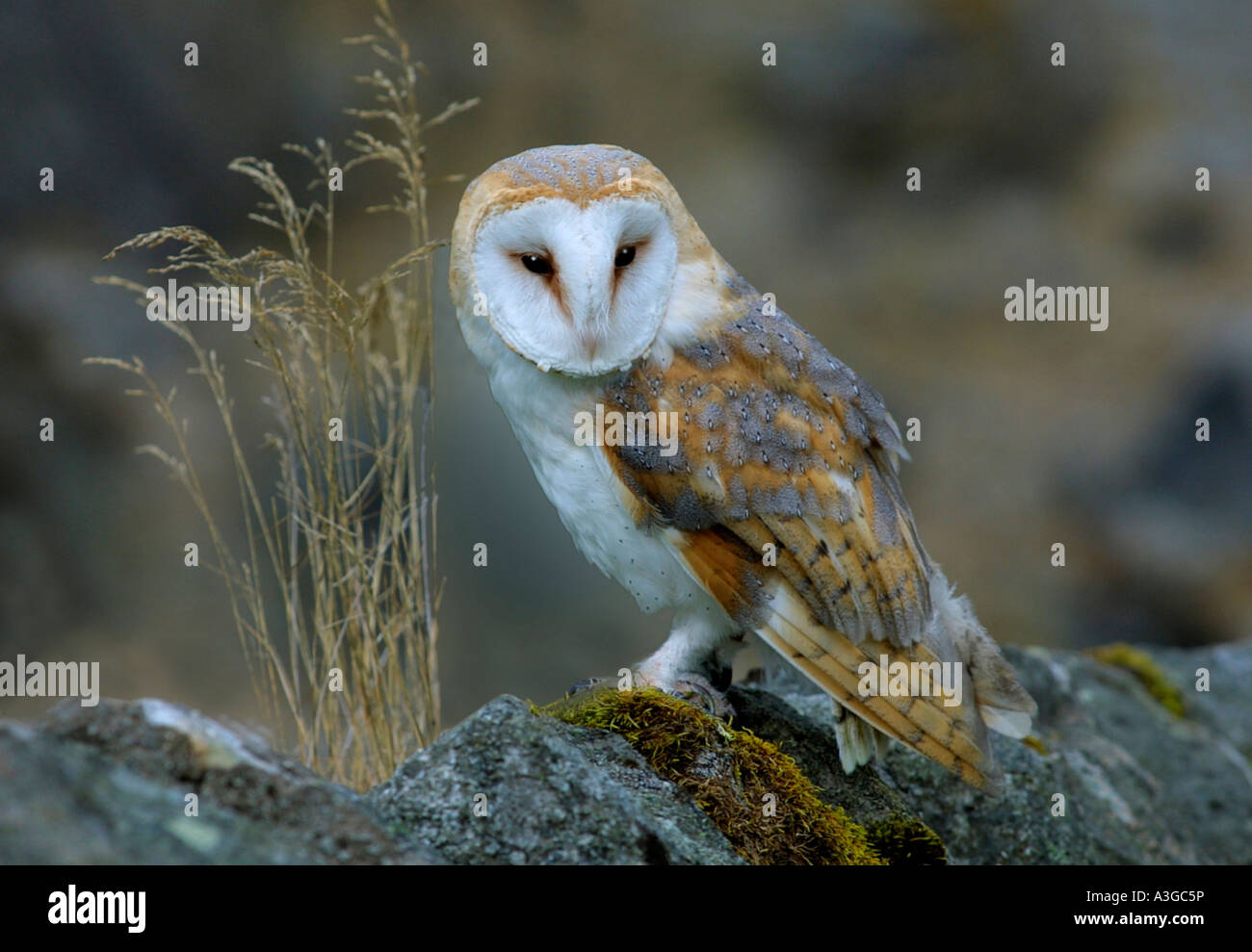 British Scozia highlands kingussie barbagianni su asciutto muro di pietra Foto Stock